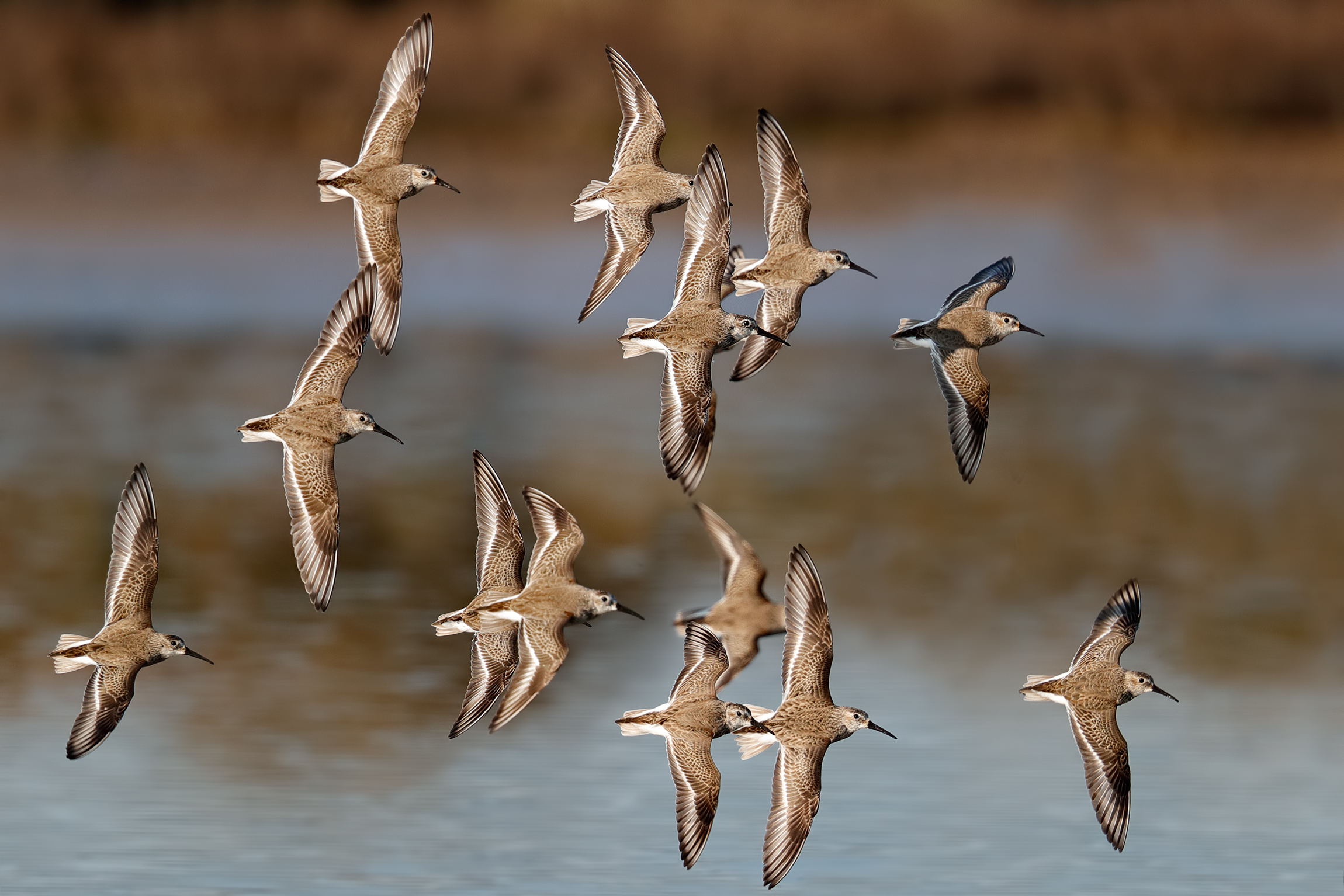 Black-bellied Piovanelli