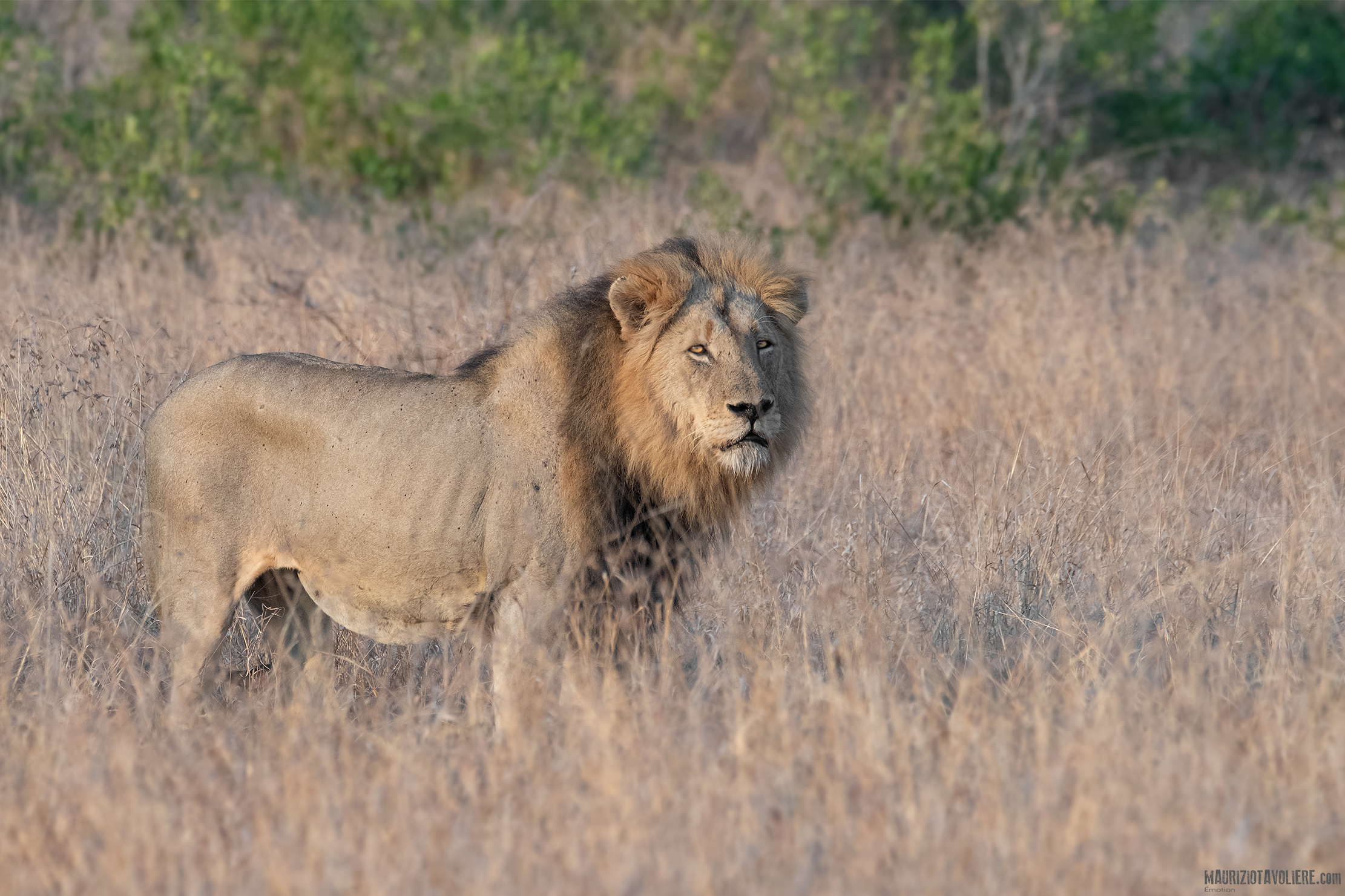 Mr Big .. (Leone maschio del Pride Sweni)