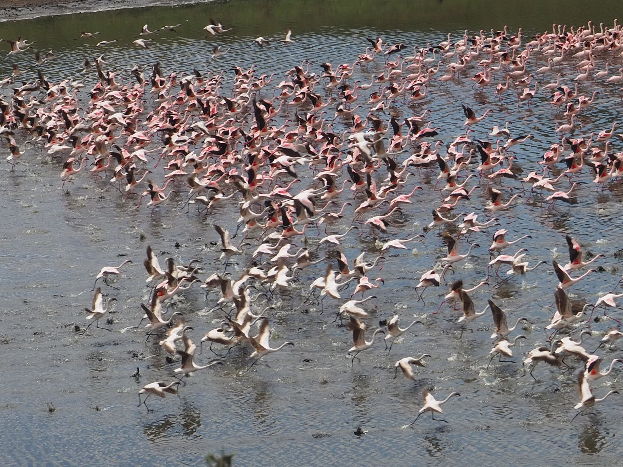 volo  all'improvviso