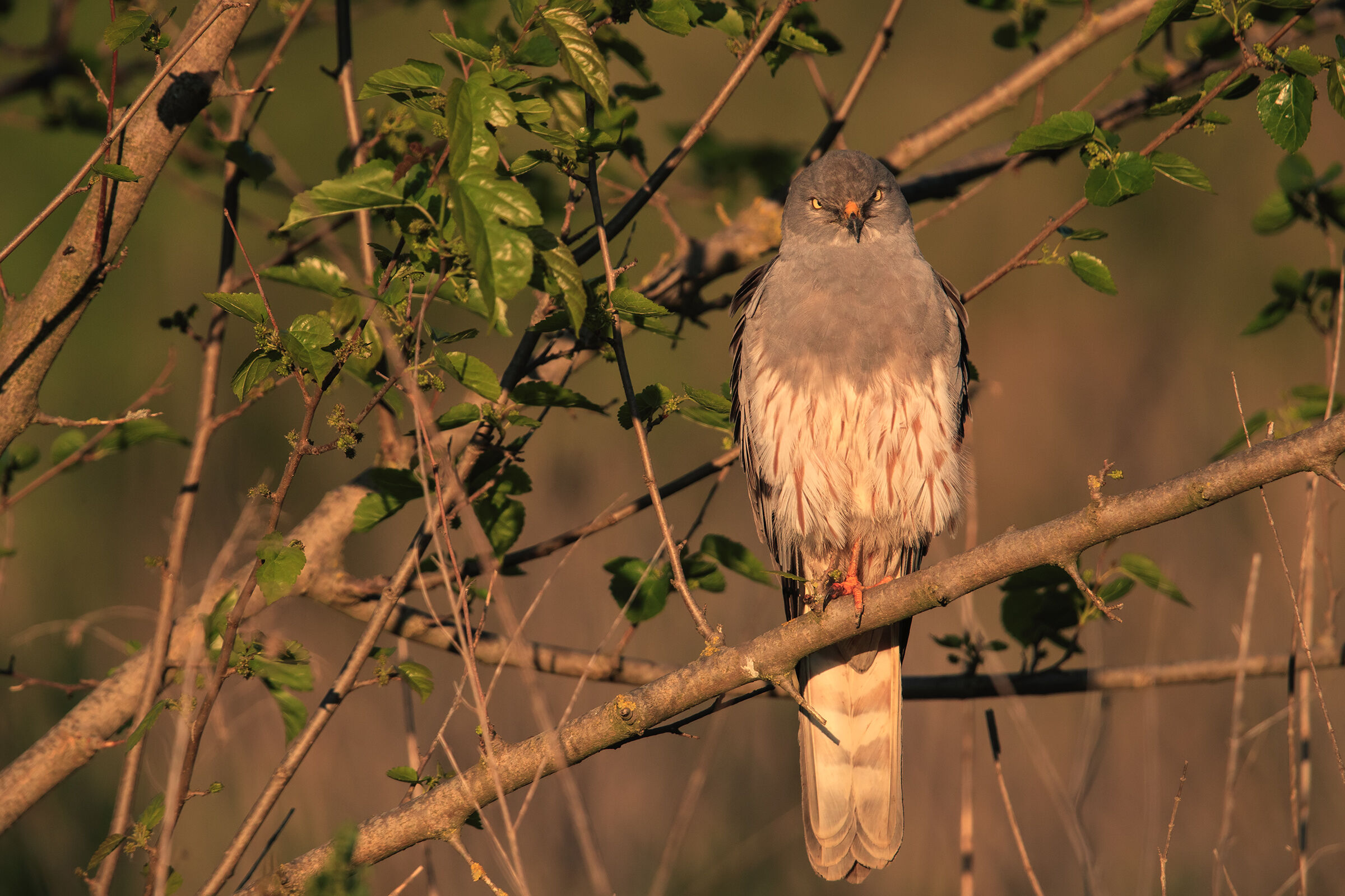 Il riposo dopo la caccia