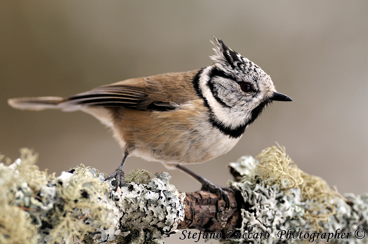 Cincia dal ciuffo (Parus cristatus)