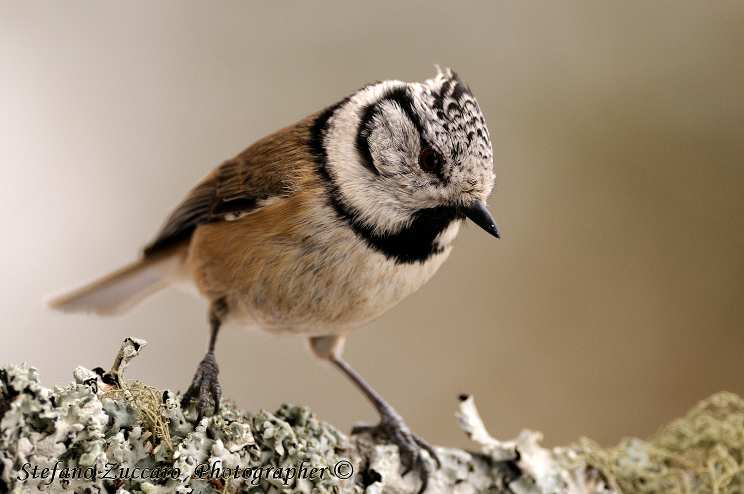 Cincia dal ciuffo (Parus cristatus)
