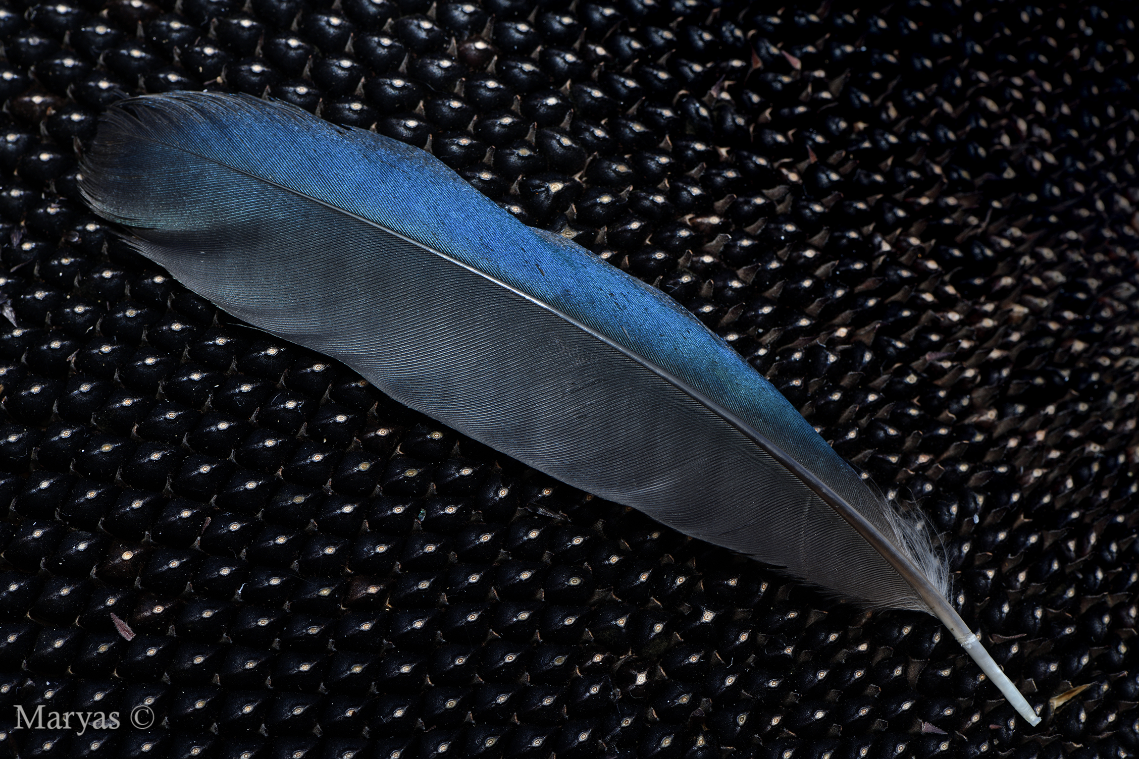 To fly with imagination