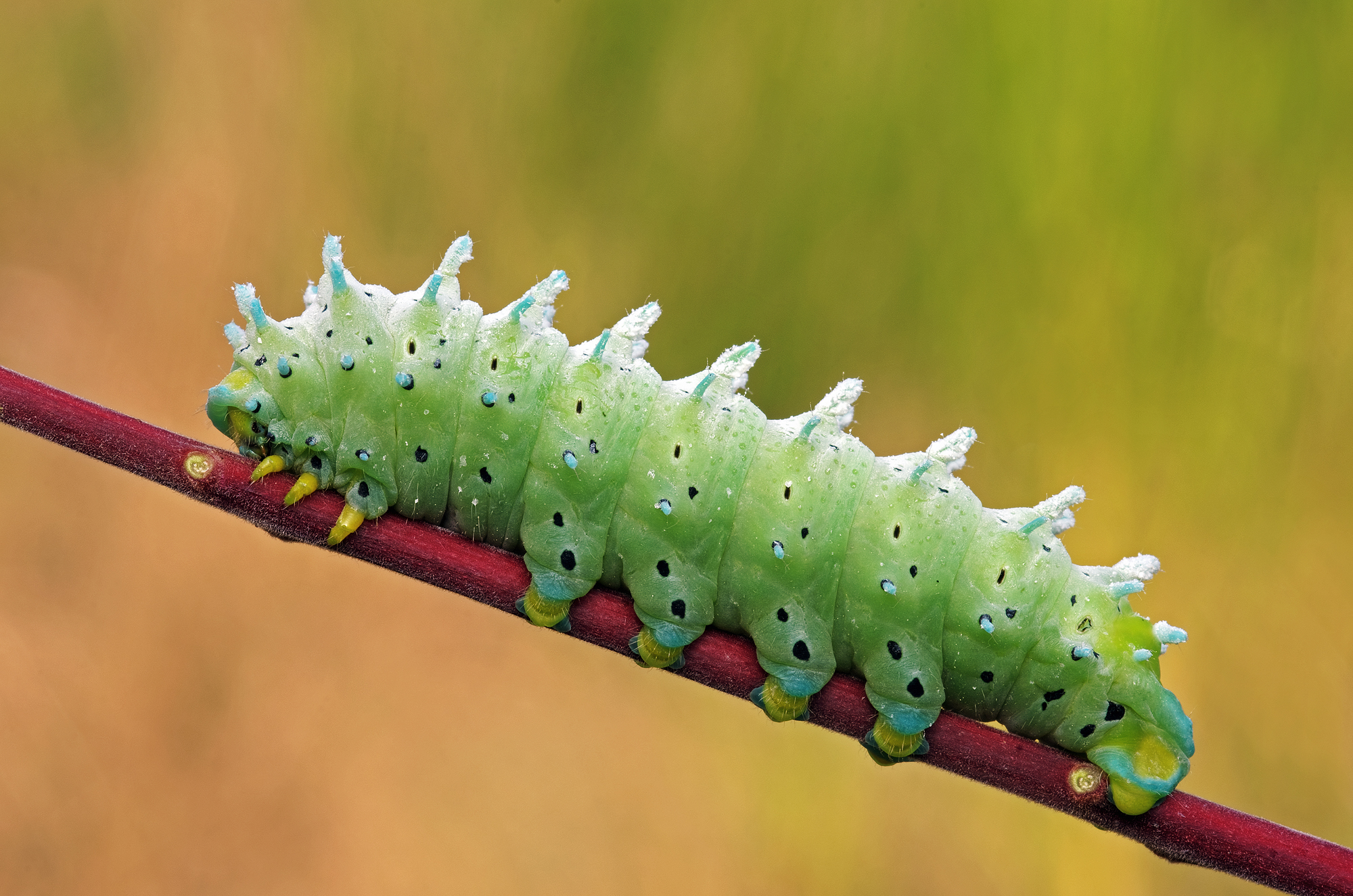 Bruco di Samia cynthia