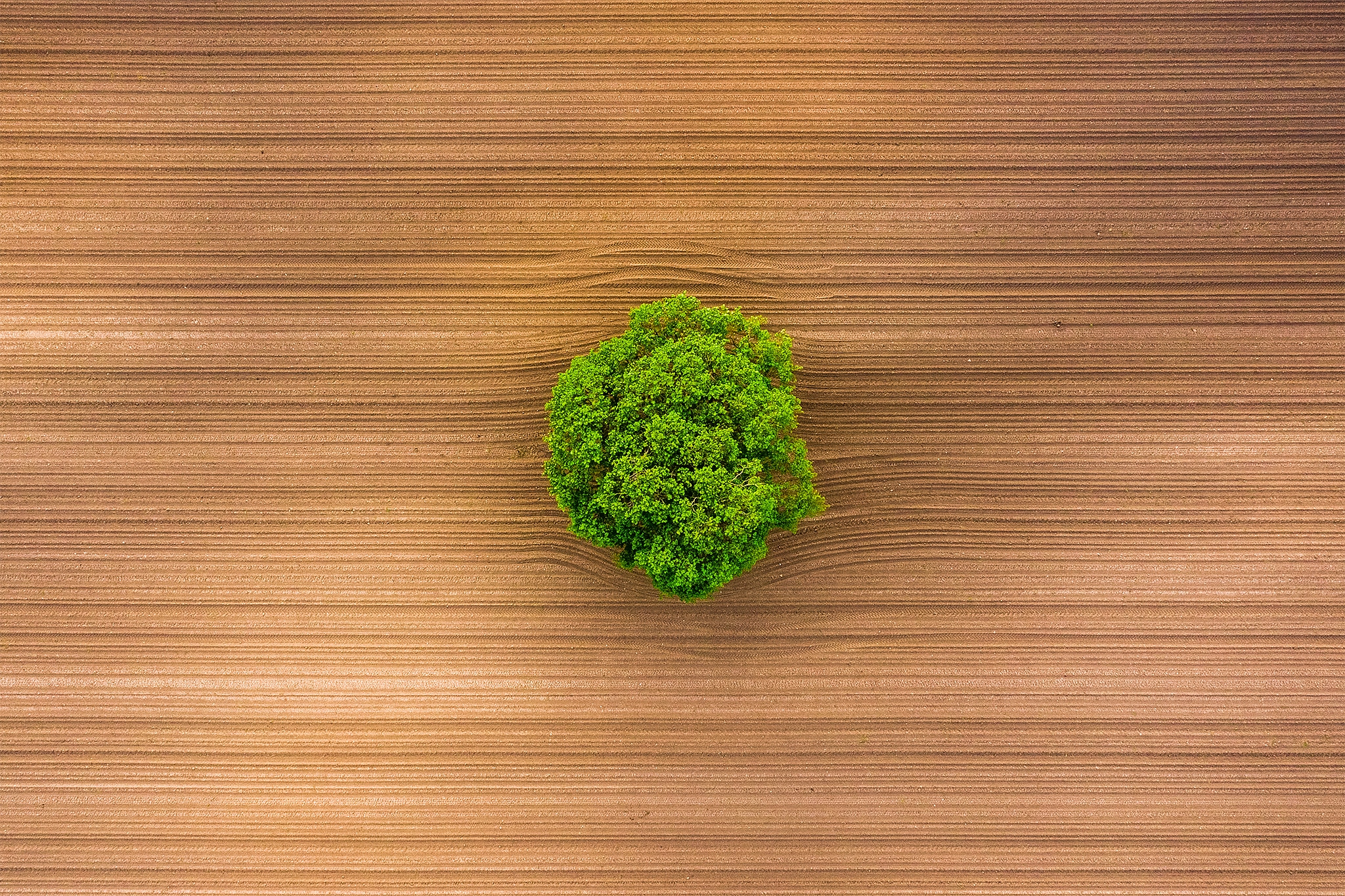 Broccoli on the table