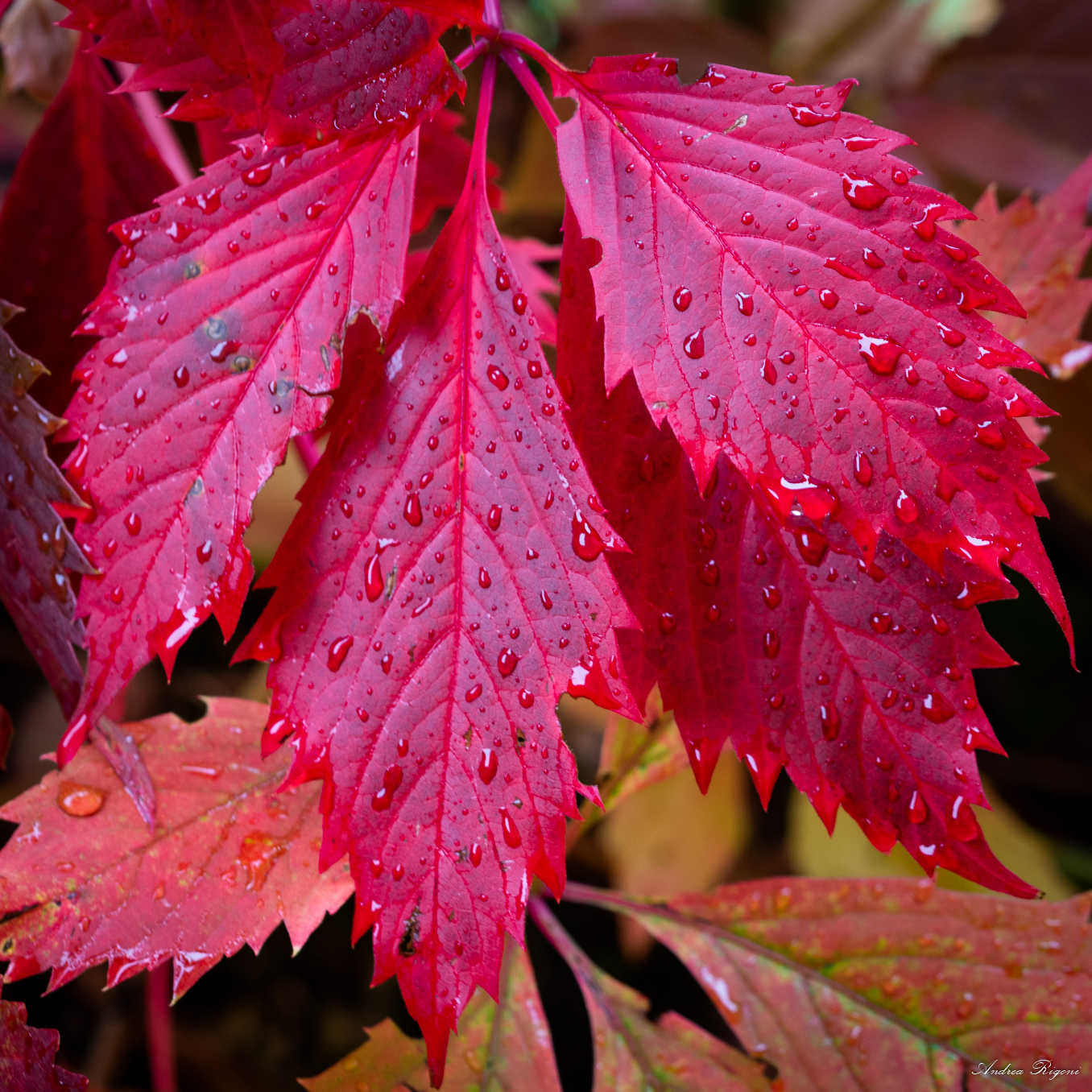 autumn after the rain