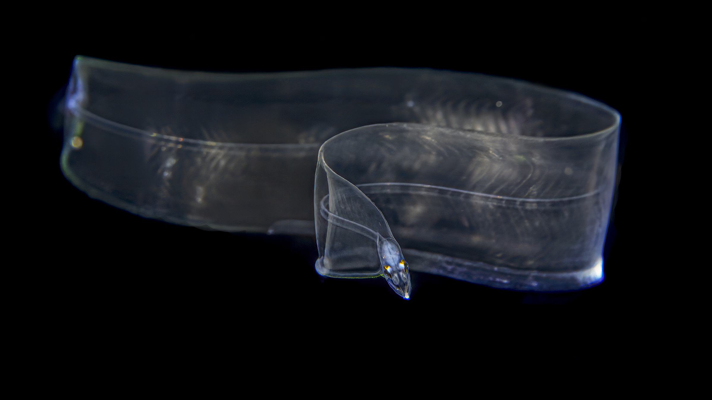 ribbon in larval stage