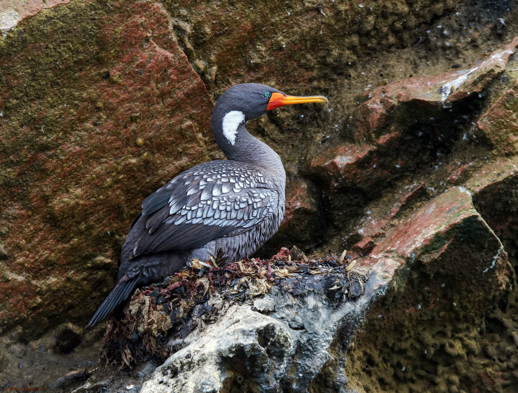 Cormorano red paws (Phalacrocorax gaimardi)