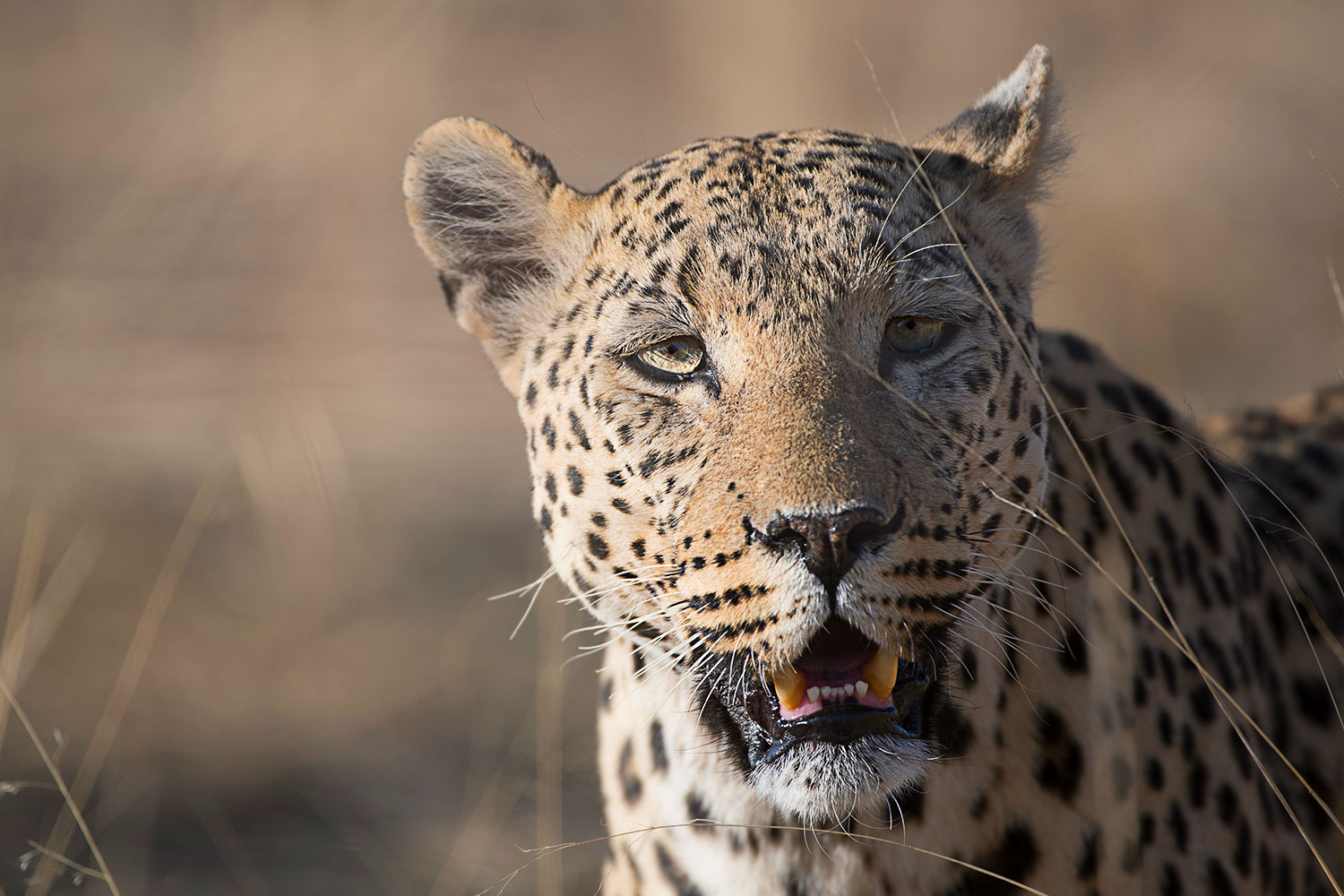 ritratto di leopardo