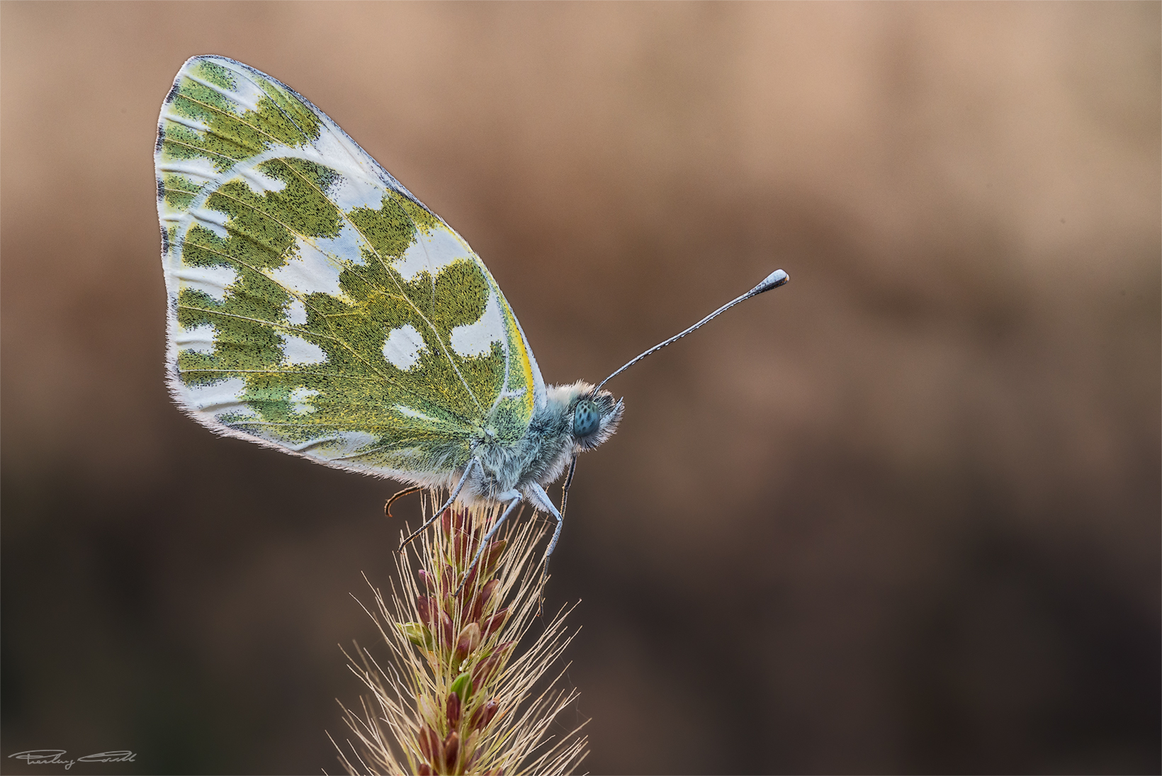 Pontia Edusa as a model...