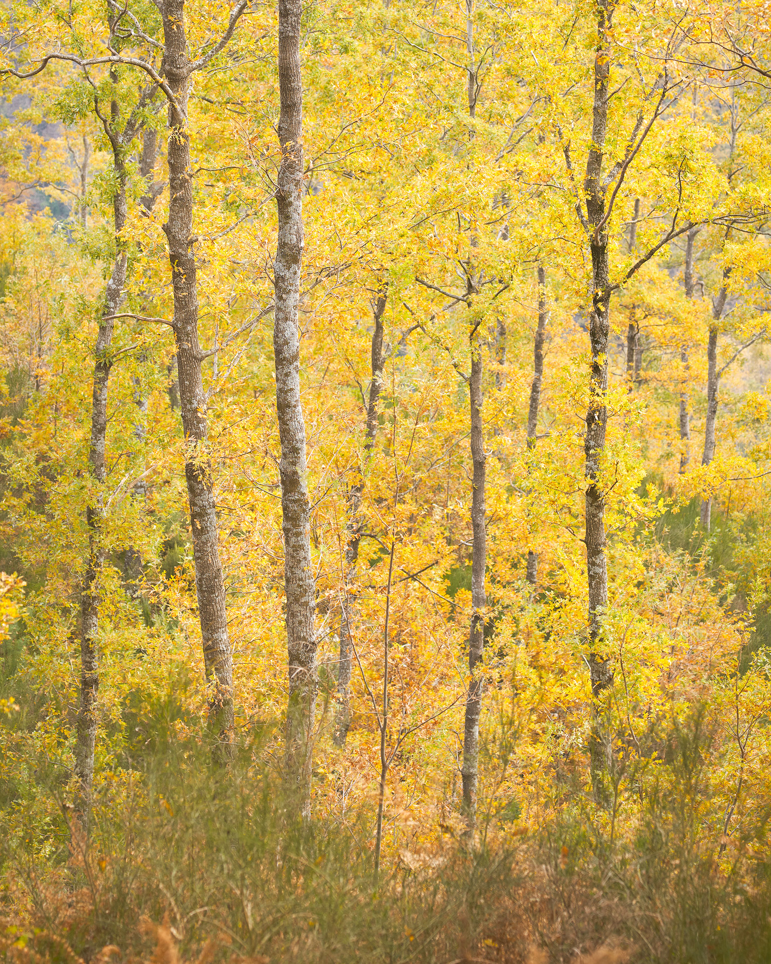 Plots of enchantment