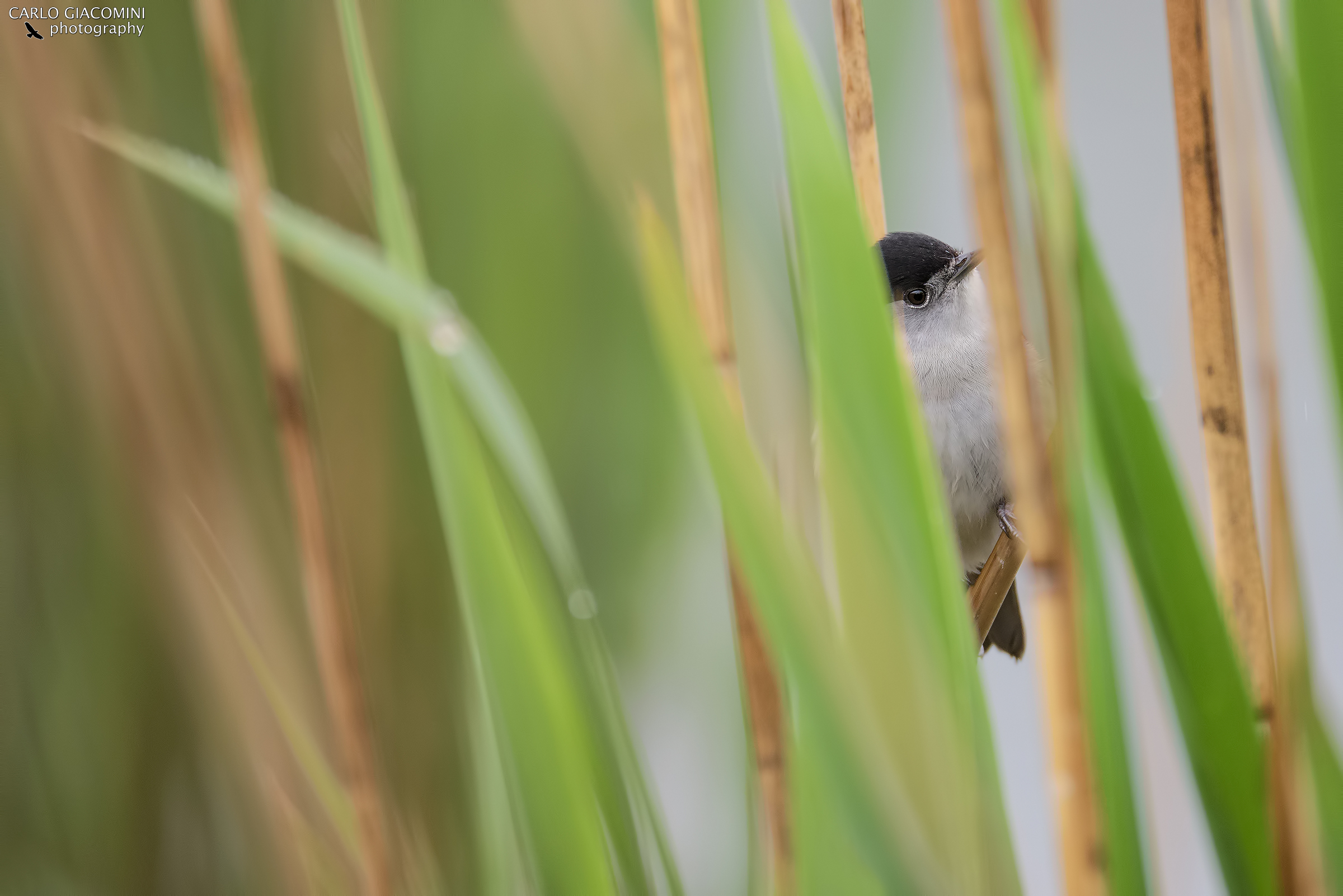 Capinera nel canneto