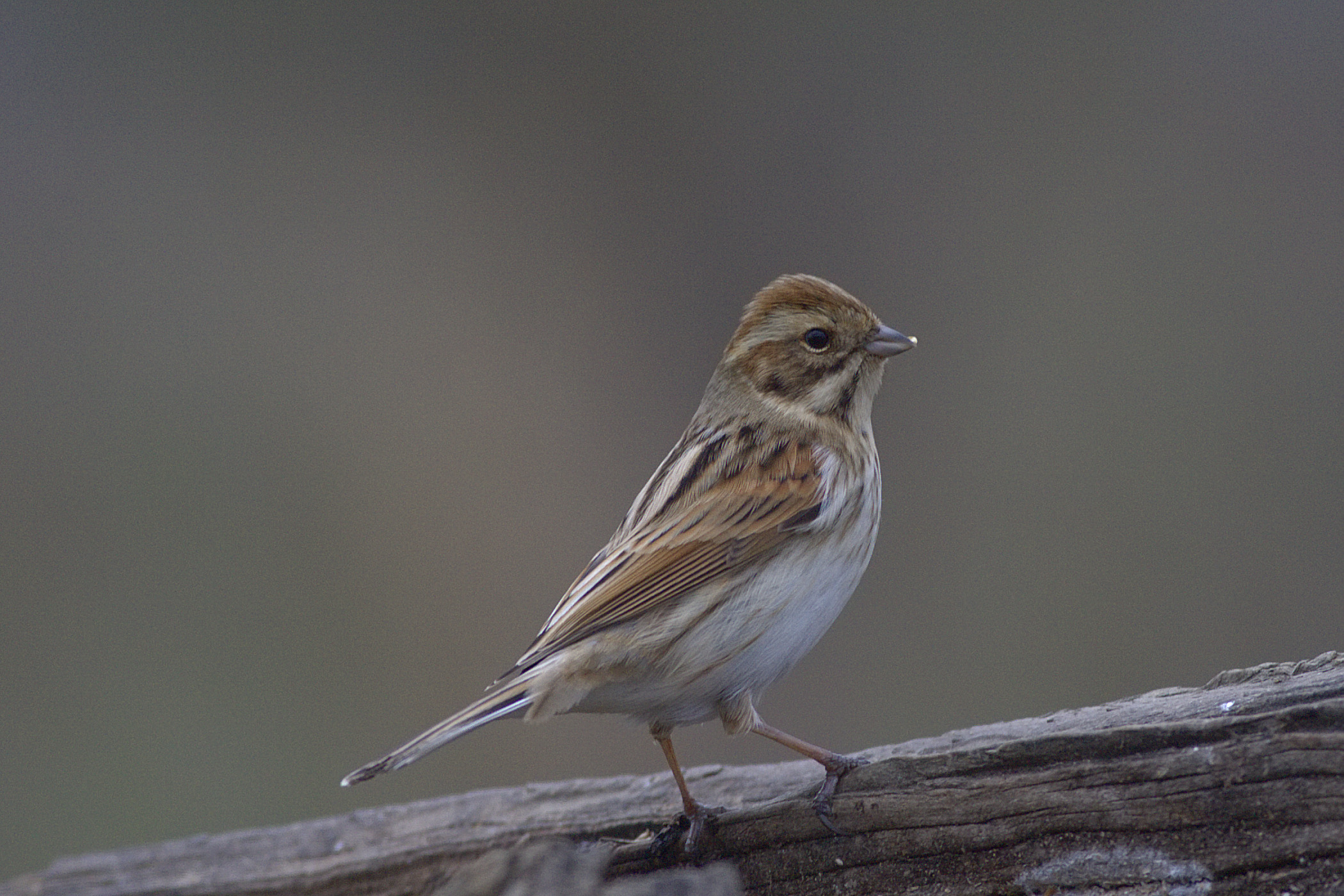 Migliarino di palude