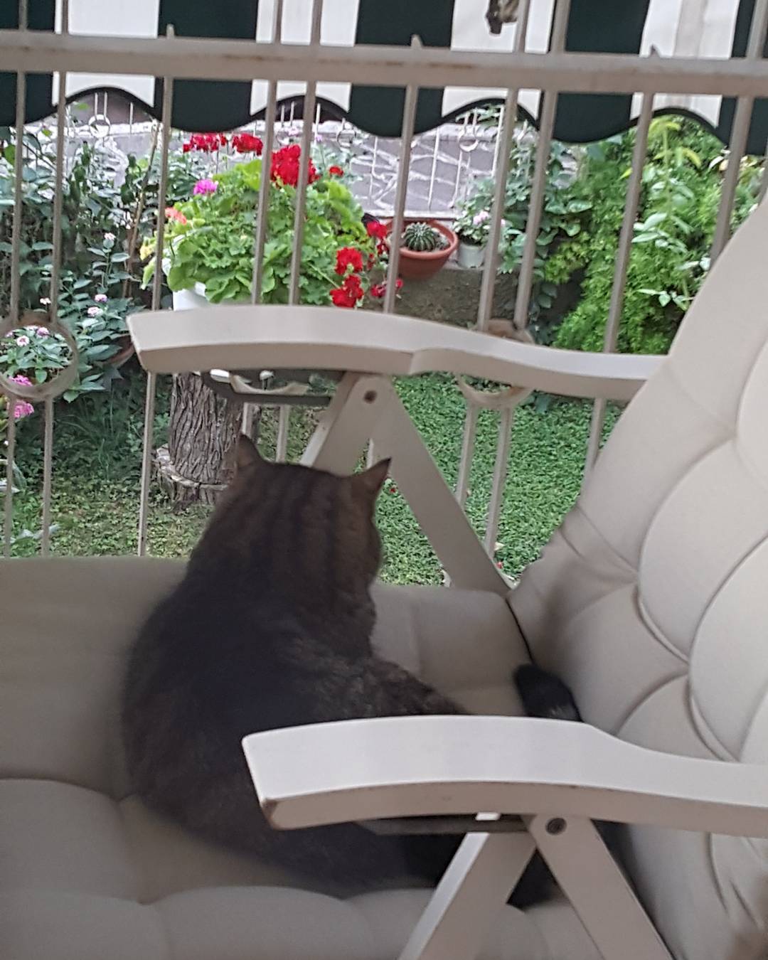 Taking the cool in the morning