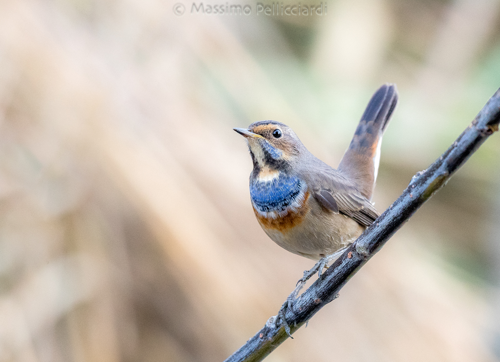 Il pettazzurro in posa