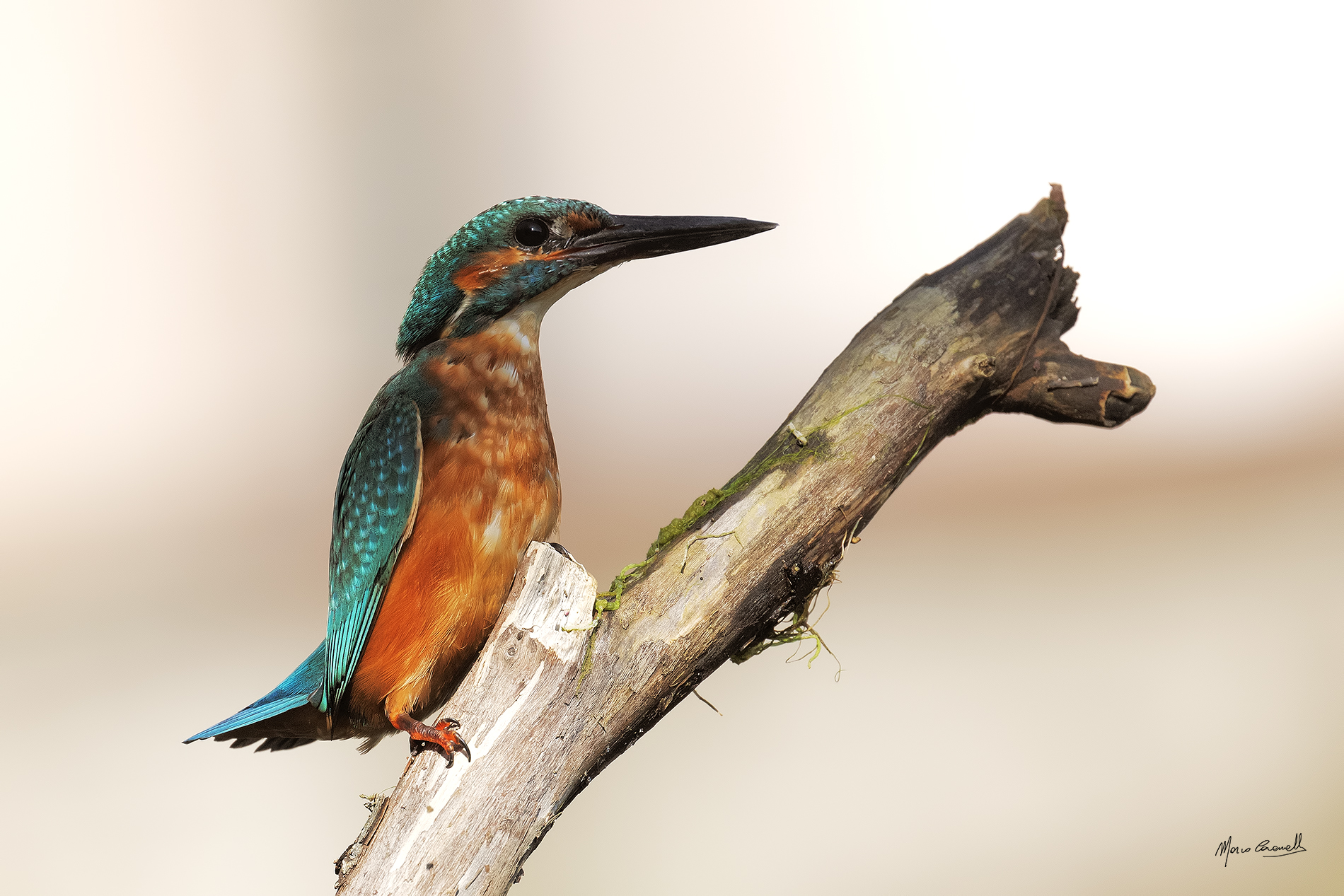 Kingfisher