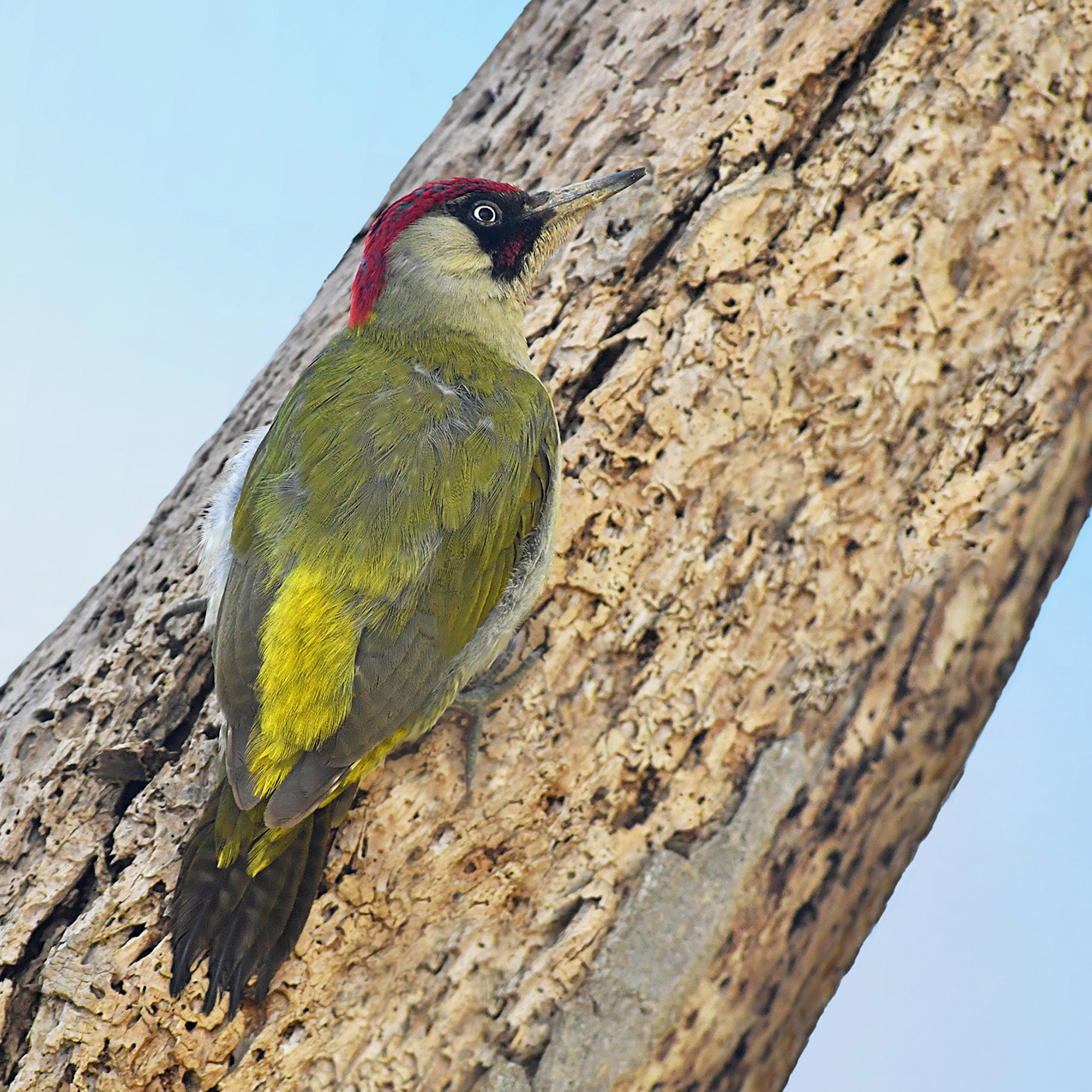 Feather Stories 4 ( Green Woodpecker)