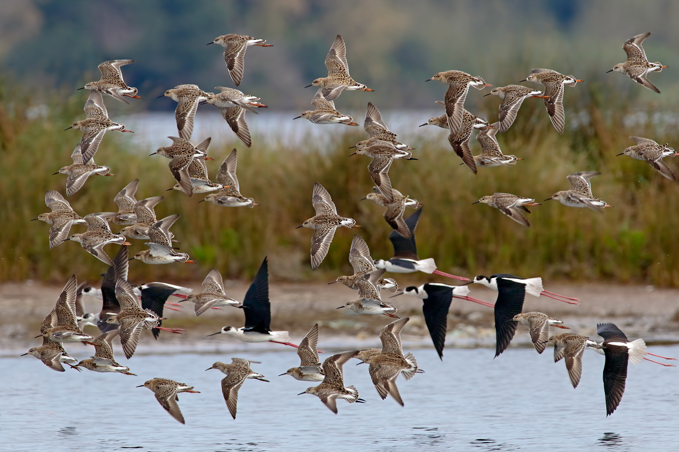 Fighters and knights in spring migration