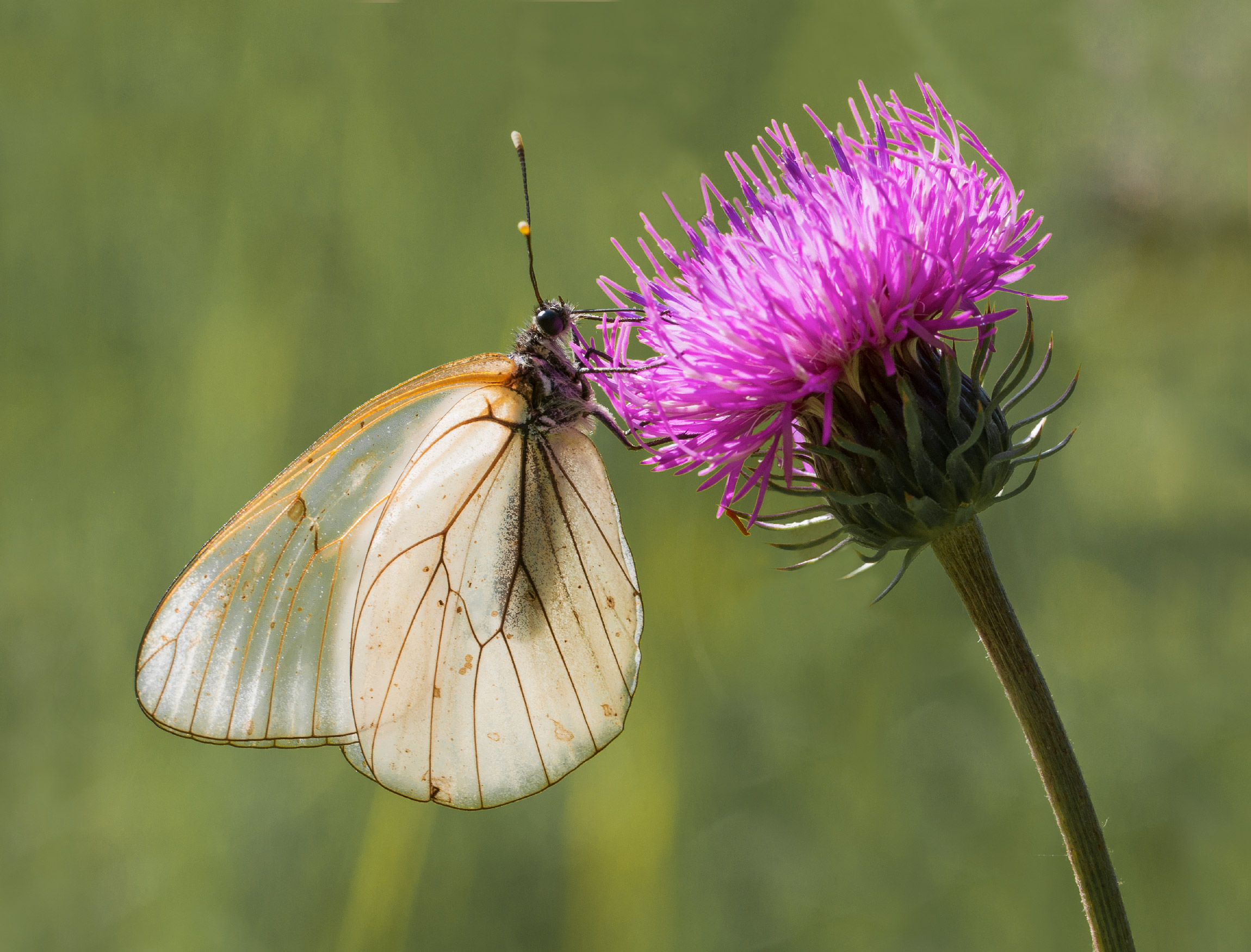Aporia Grataegi in controluce
