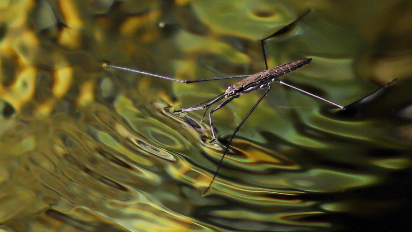 Galleggiando sulle punte
