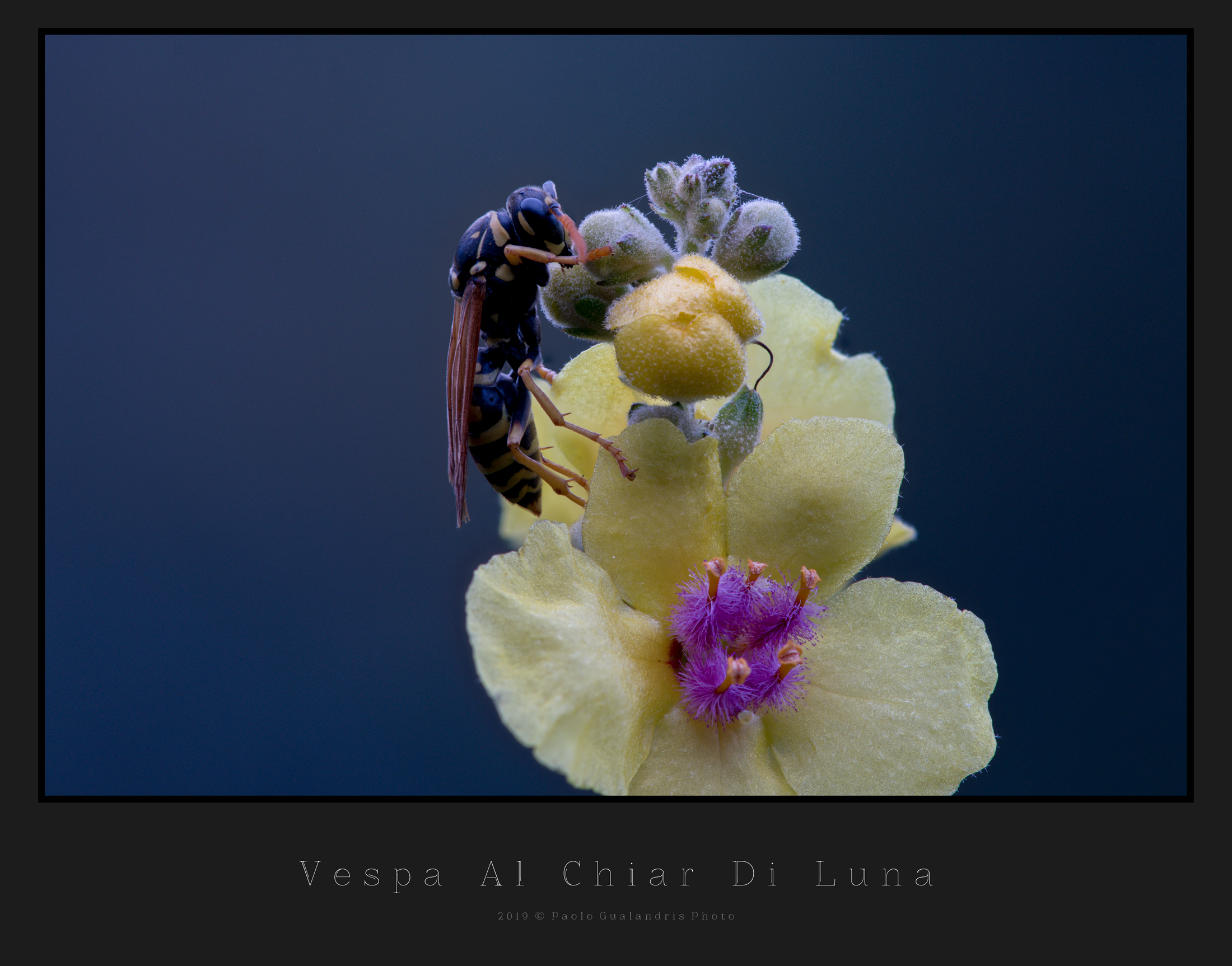 Vespa Al Chiar Di Luna