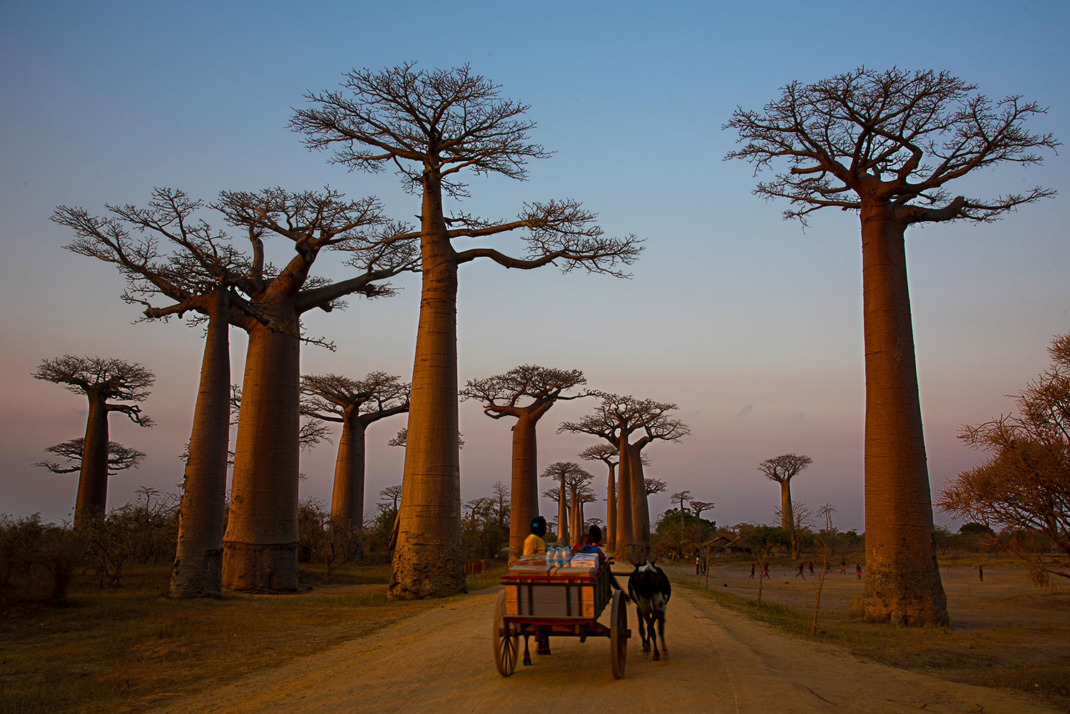 Baobab Avenue al tramonto - Madagascar