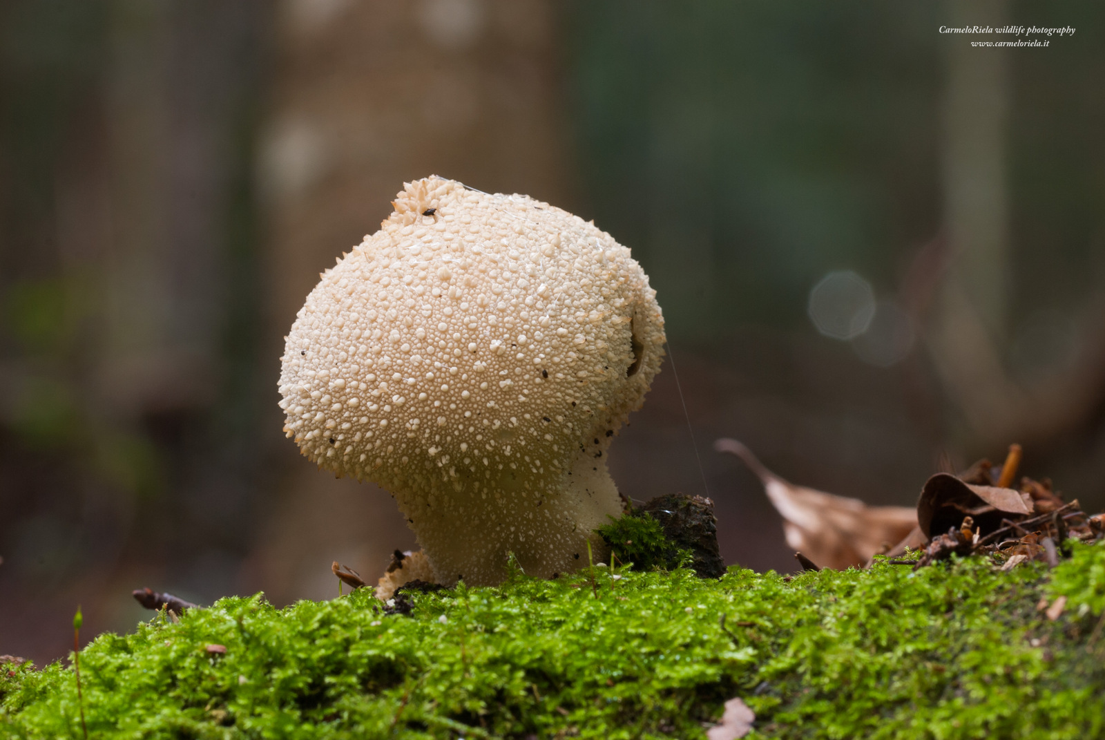 Wolf Mushroom