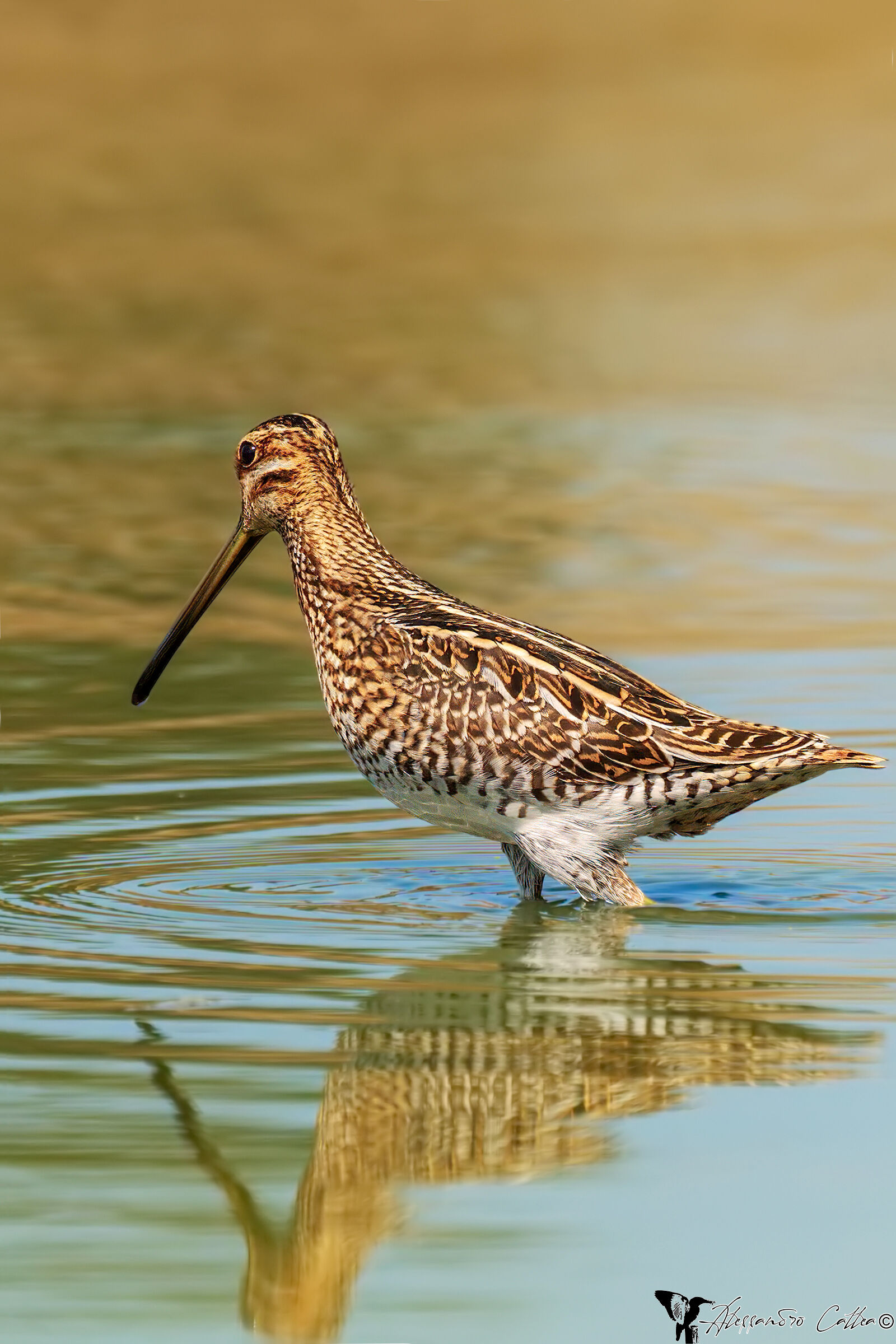 Adesso basta! me ne vado...