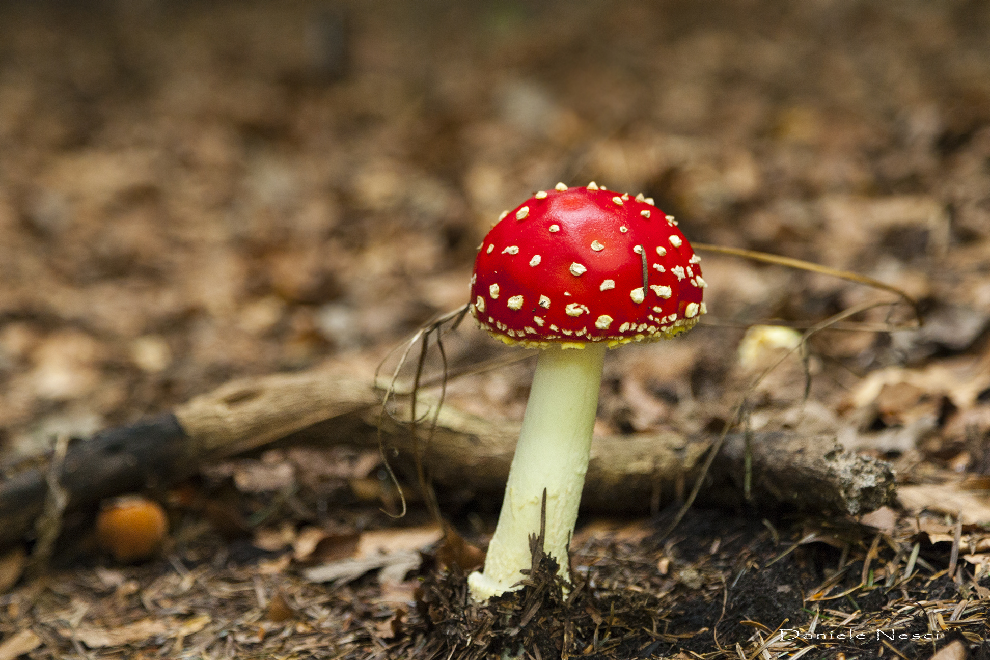 Amanita Muscaria