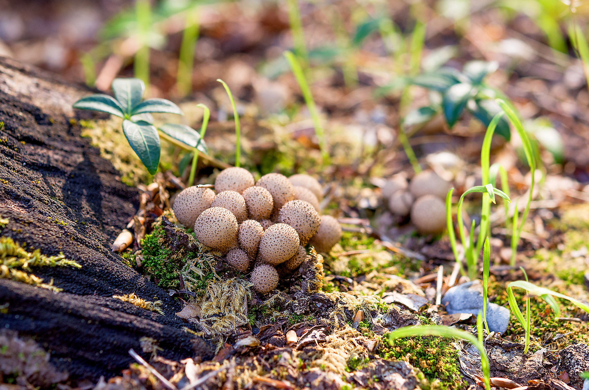 Lycoperdon sp.