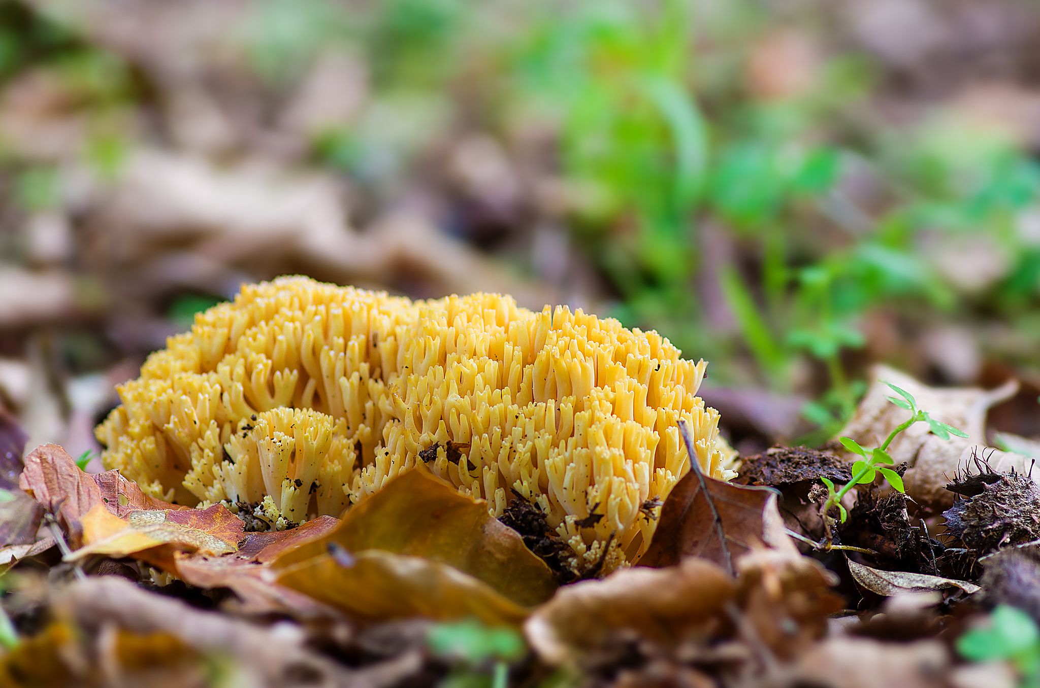 Ramaria sp.