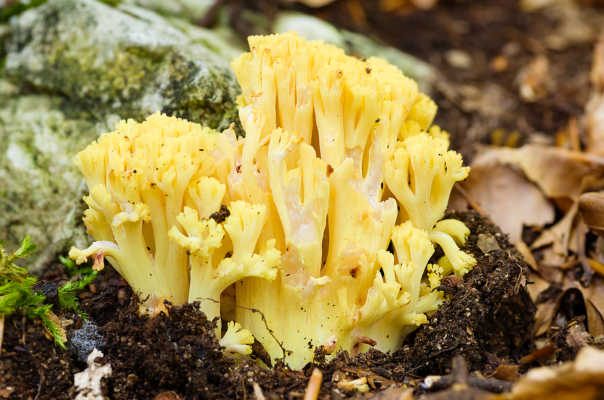 Ramaria Sanguinea