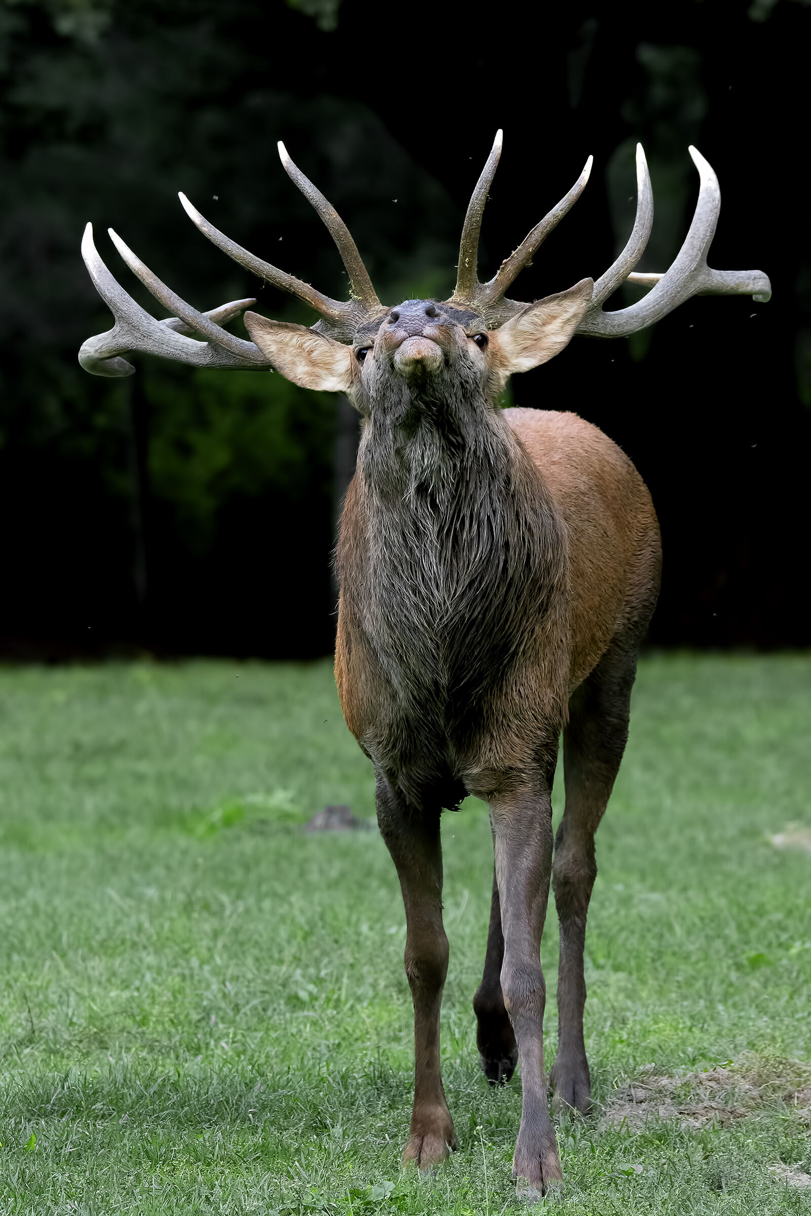 Noble deer