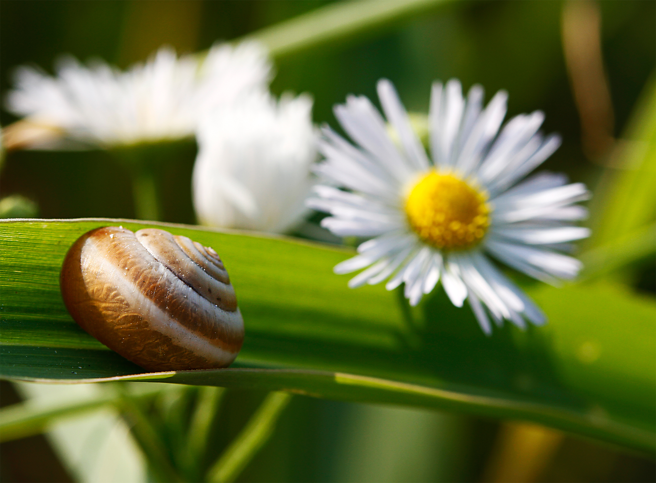 in the shadow of the last sun