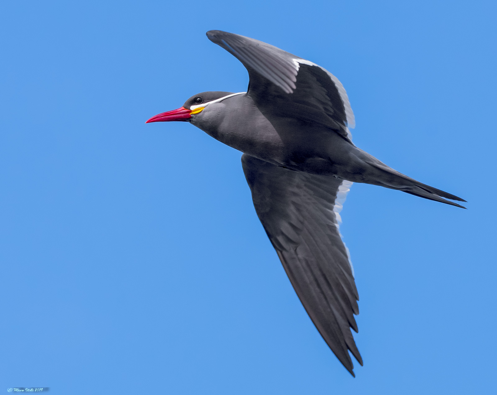 Inca Sterna (Larosterna Inca) Paracas (Peru)