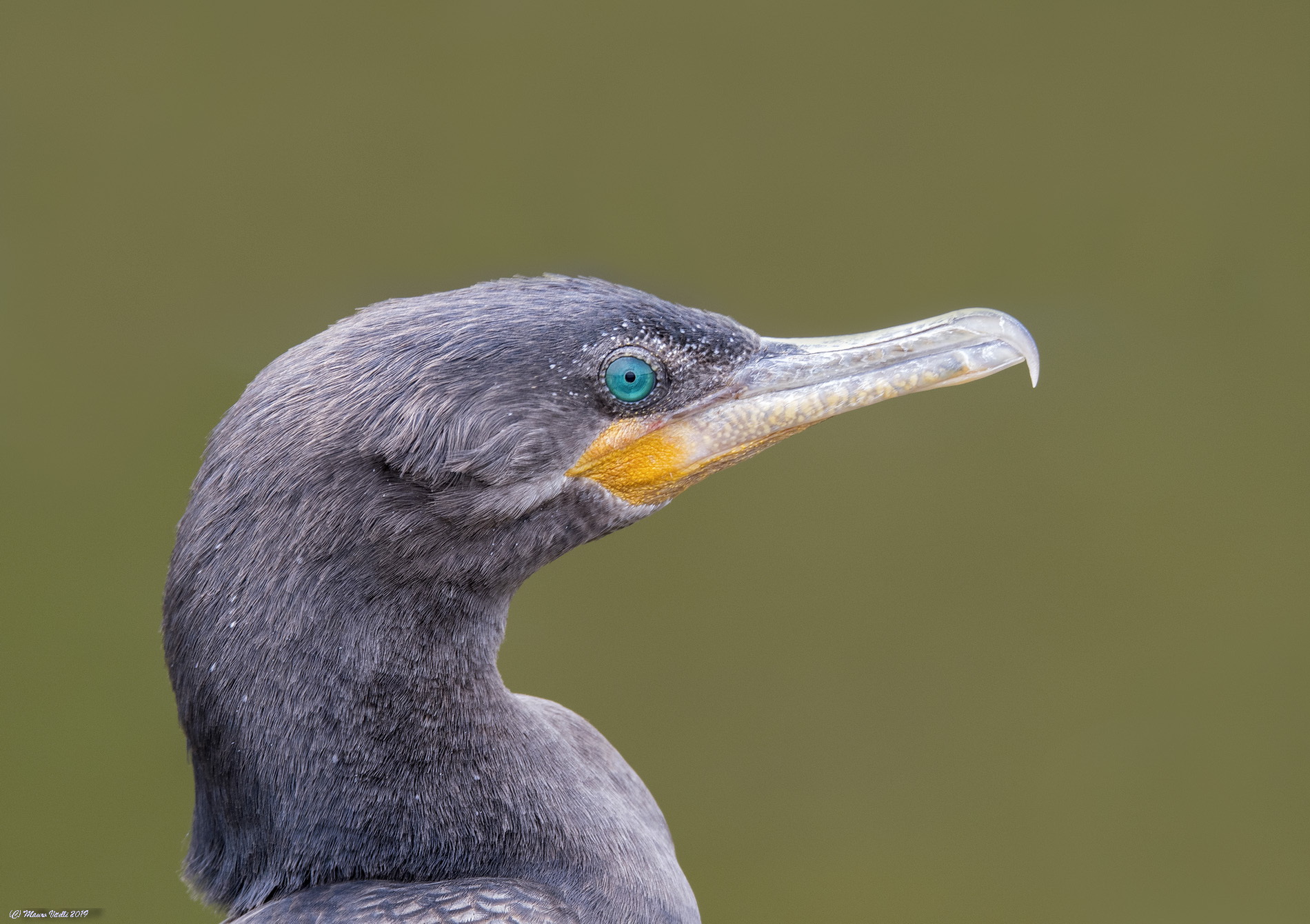 Neotropical cormoran (Phalacrocorax Brazilianus)