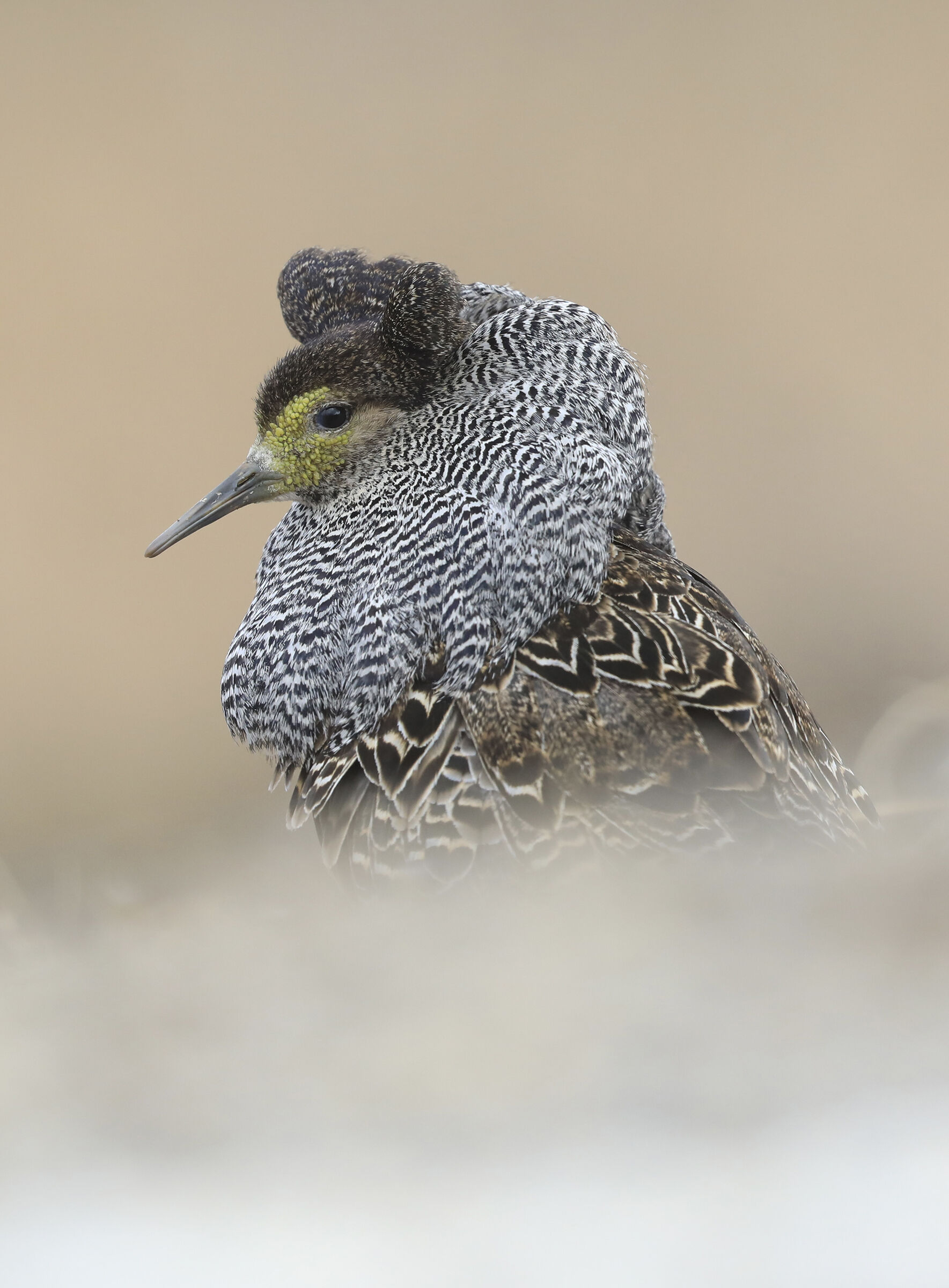 fighter in wedding livery