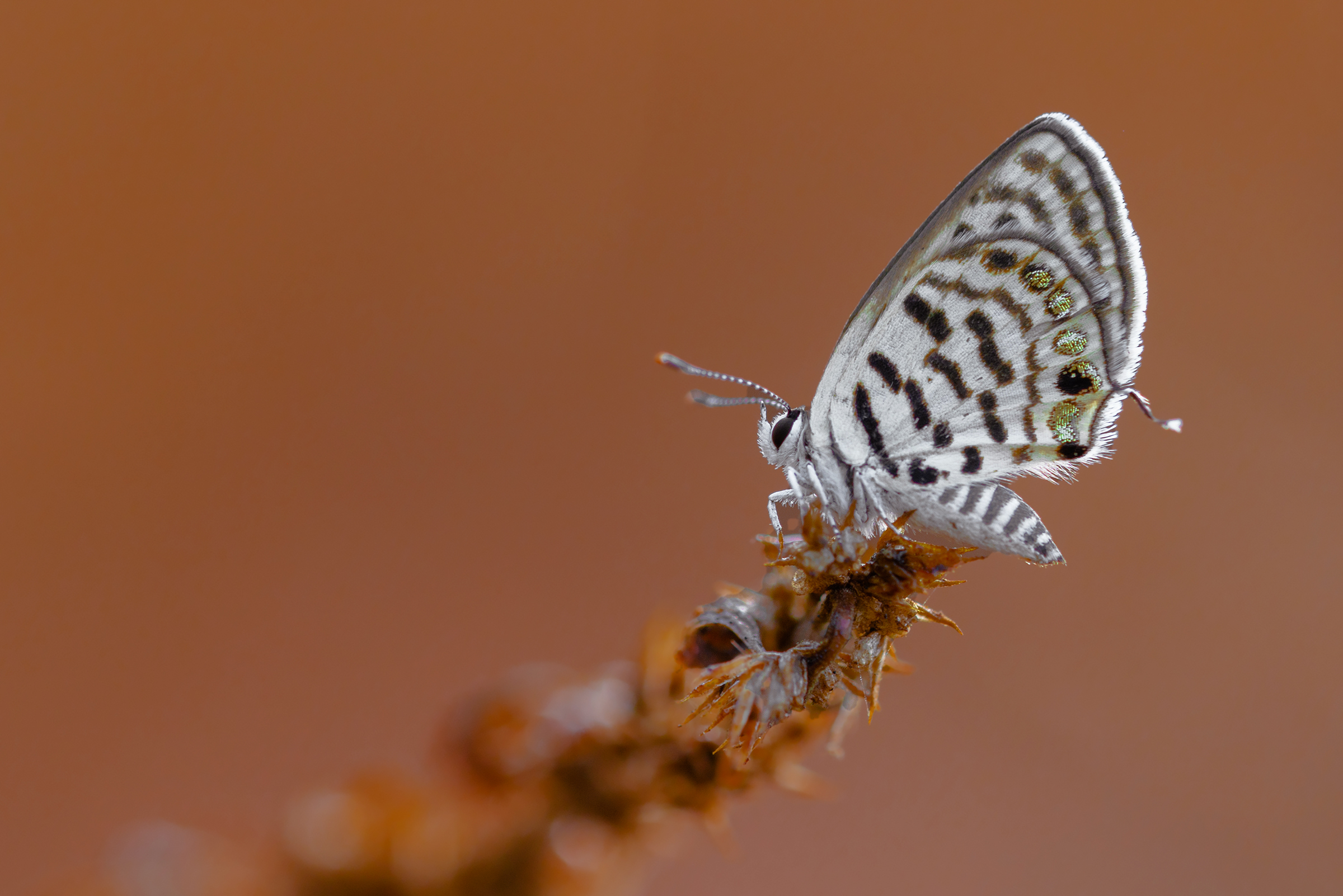 tigre mediterranea bleu