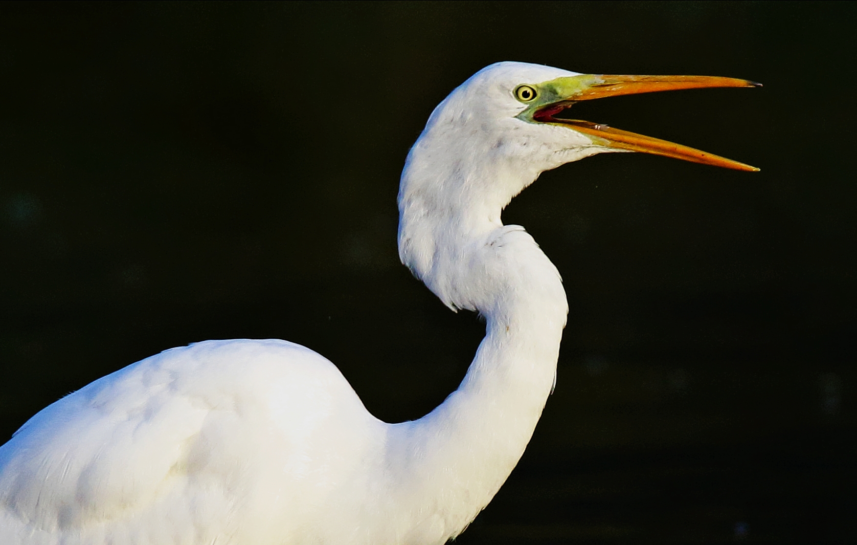 Airone bianco maggiore