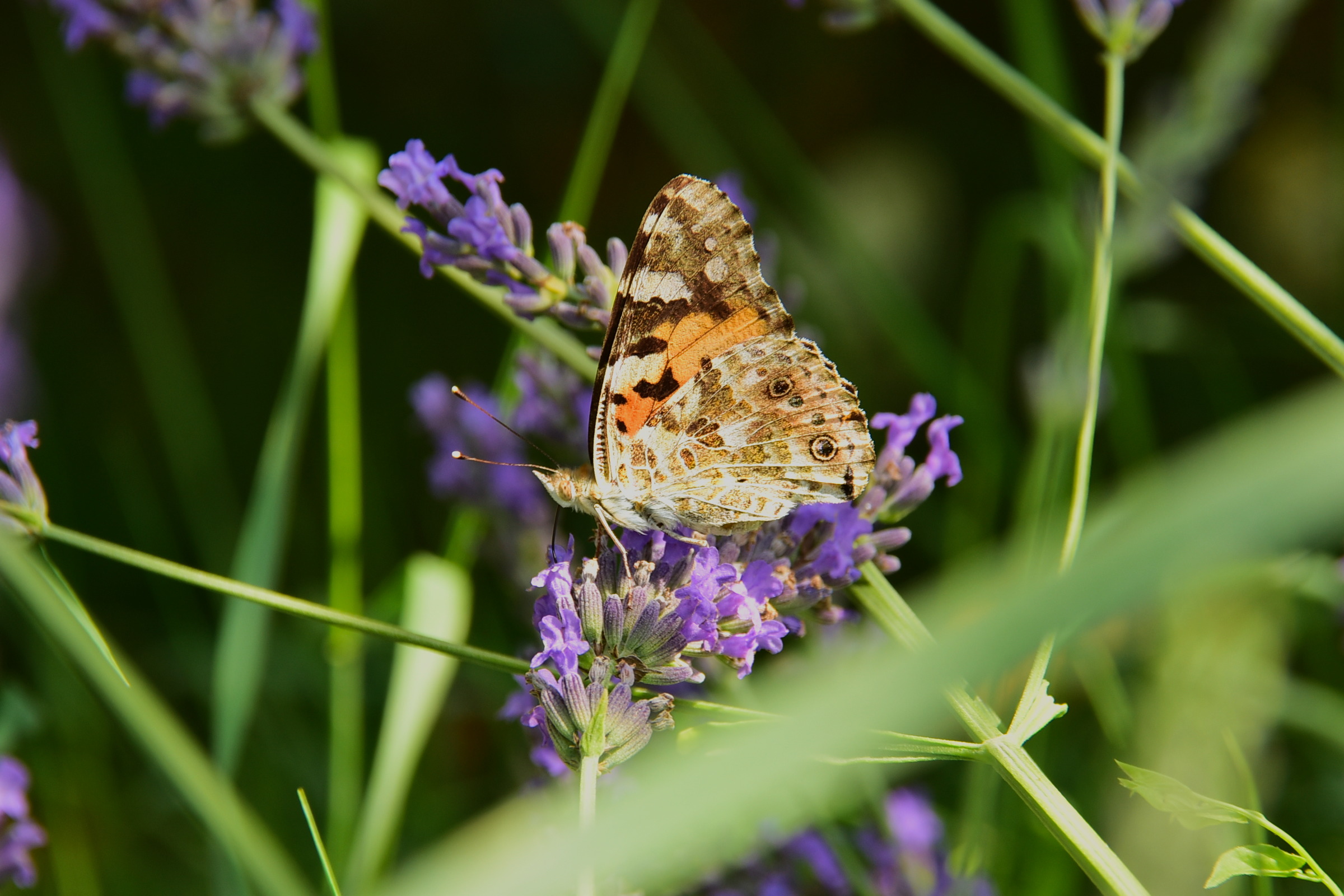 Butterfly and lavender