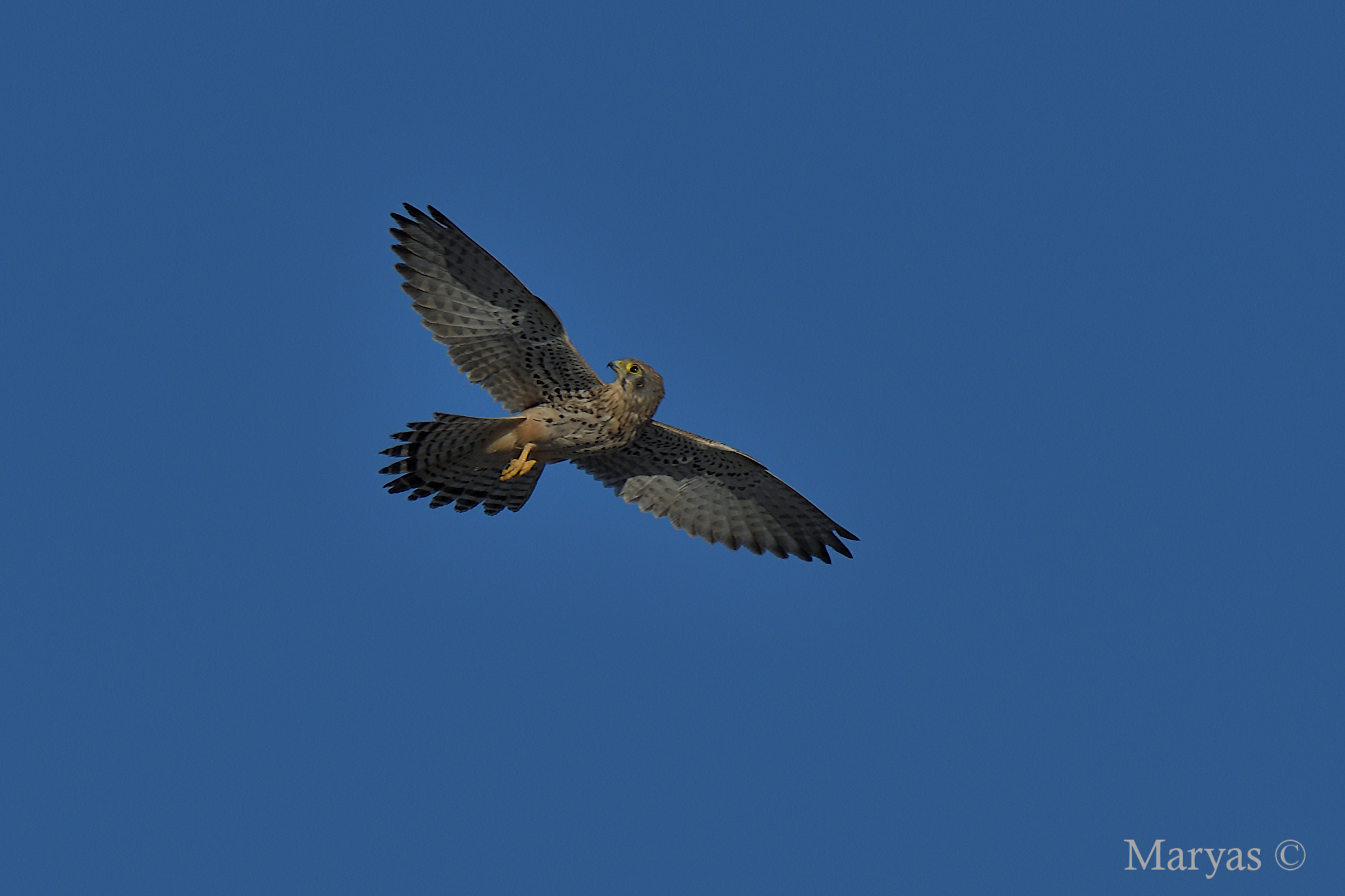 Kestrel... back-to-back flight