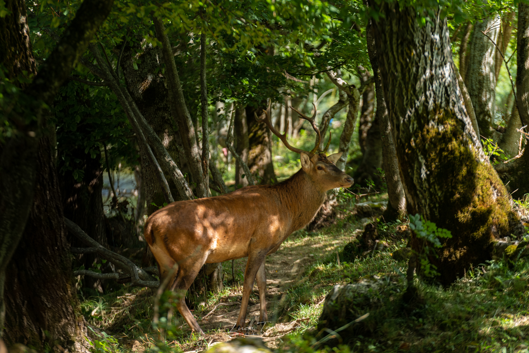 The King in the Woods