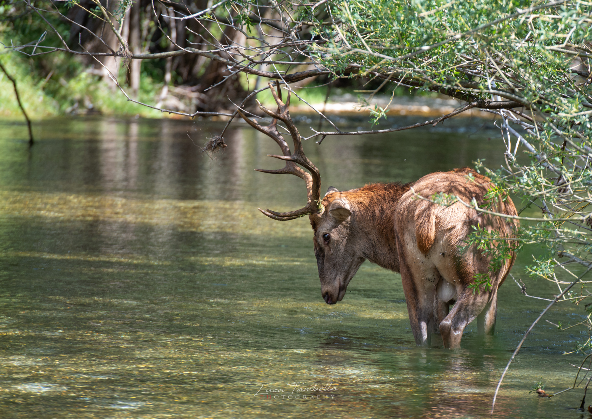 Fisherman's deer