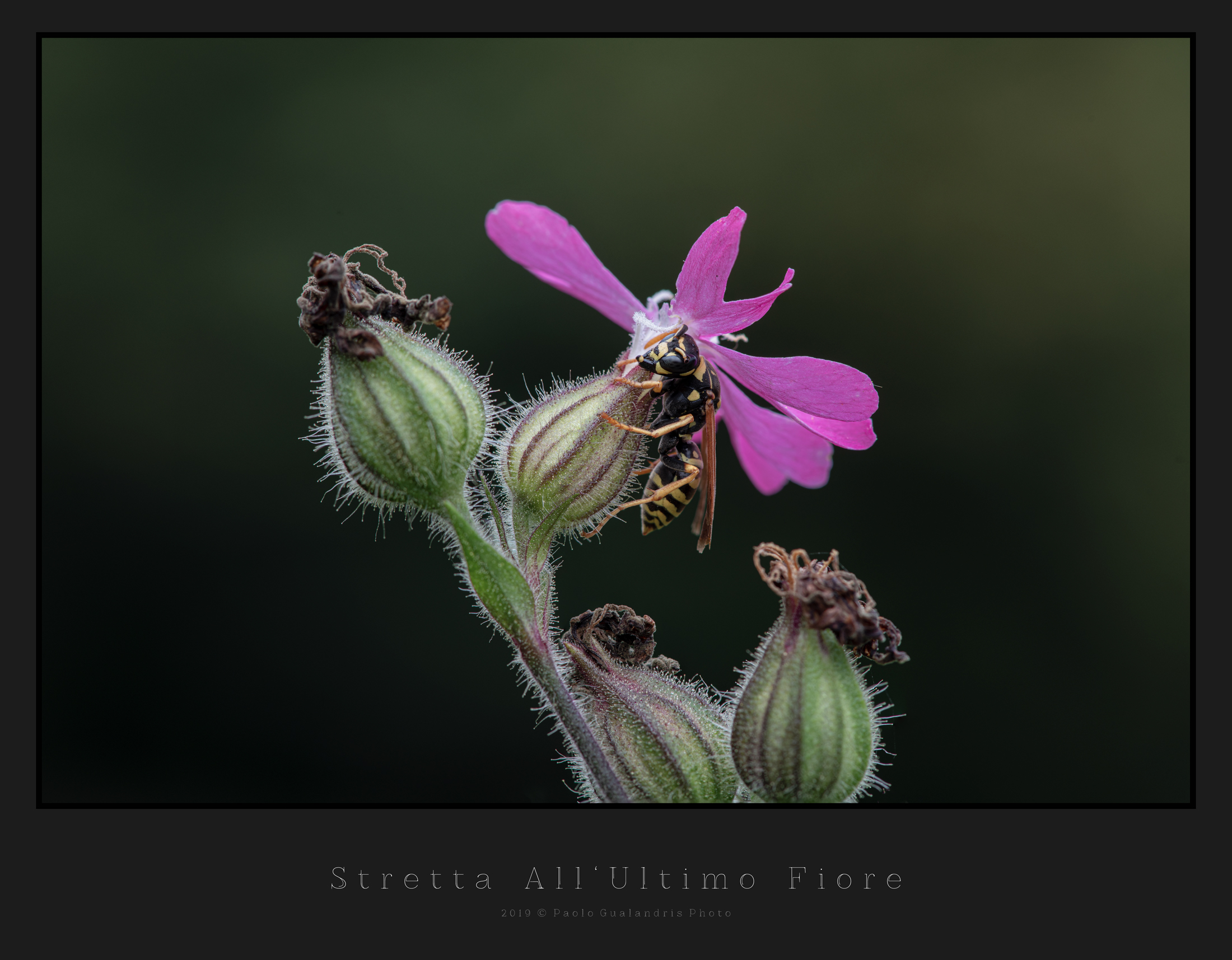 Squeeze At last Flower