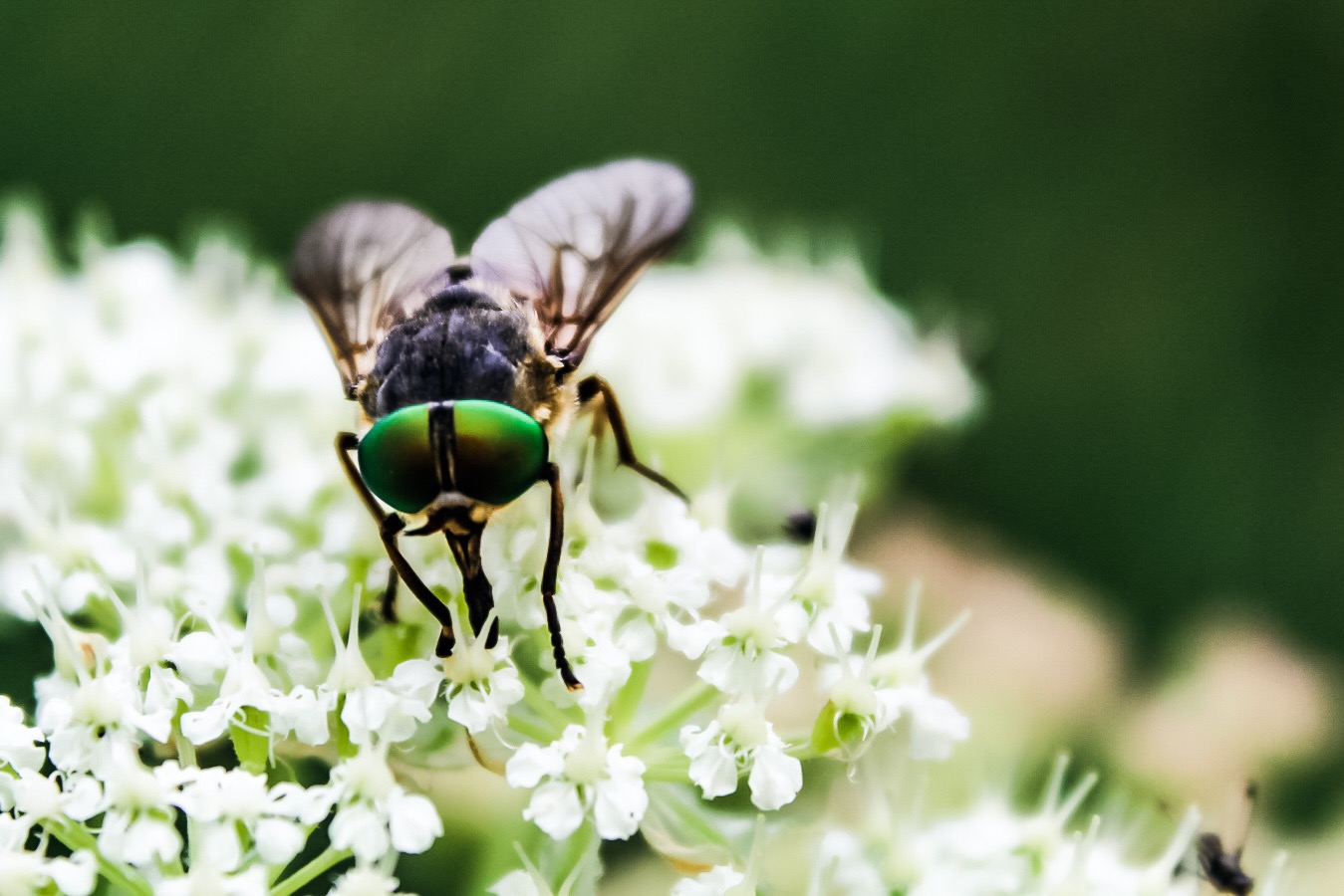 Horsefly