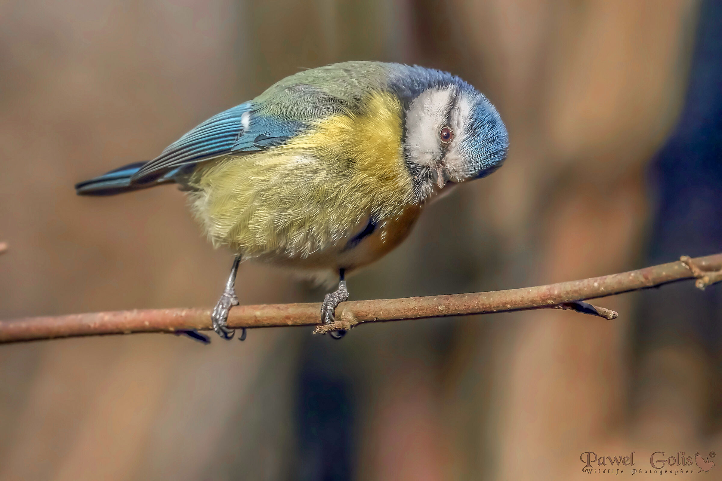 Eurasian blue tit (Cyanistes caeruleus)