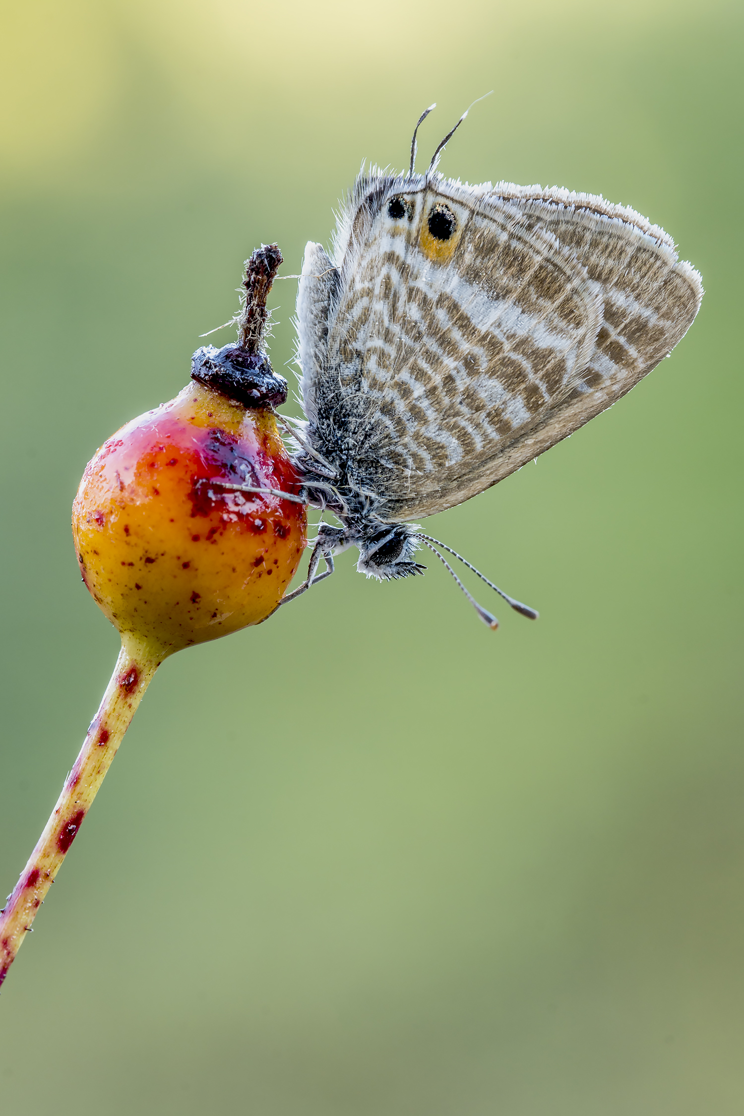 Leptotes pirithous.