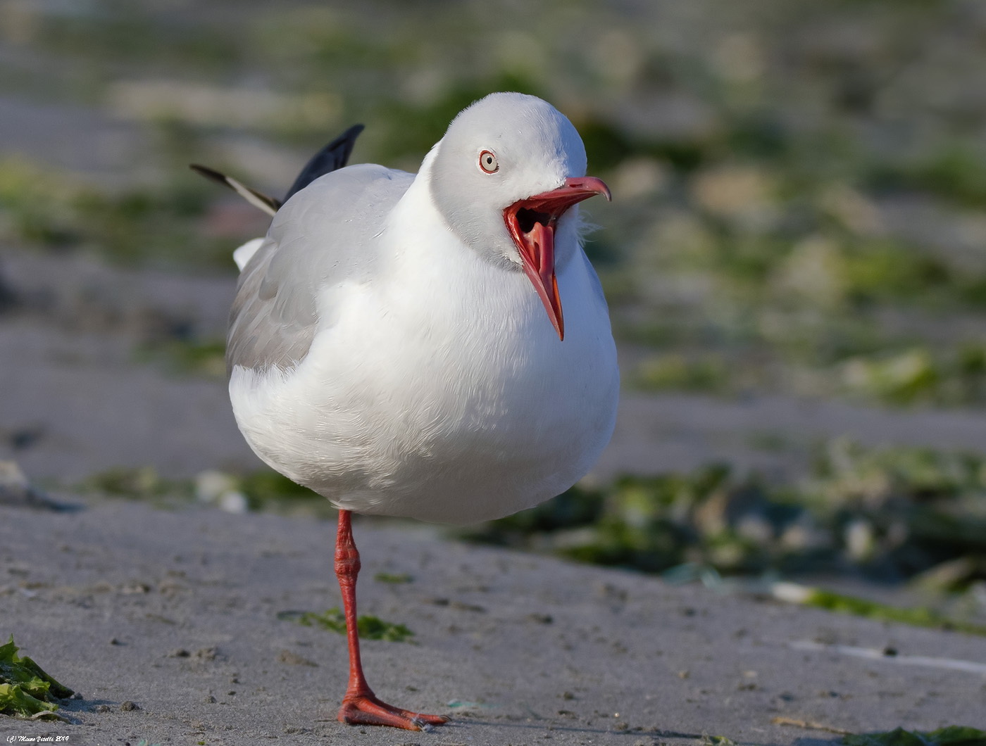 Grey-headed seagull (Cirrocrphalus of chroicocephalus)