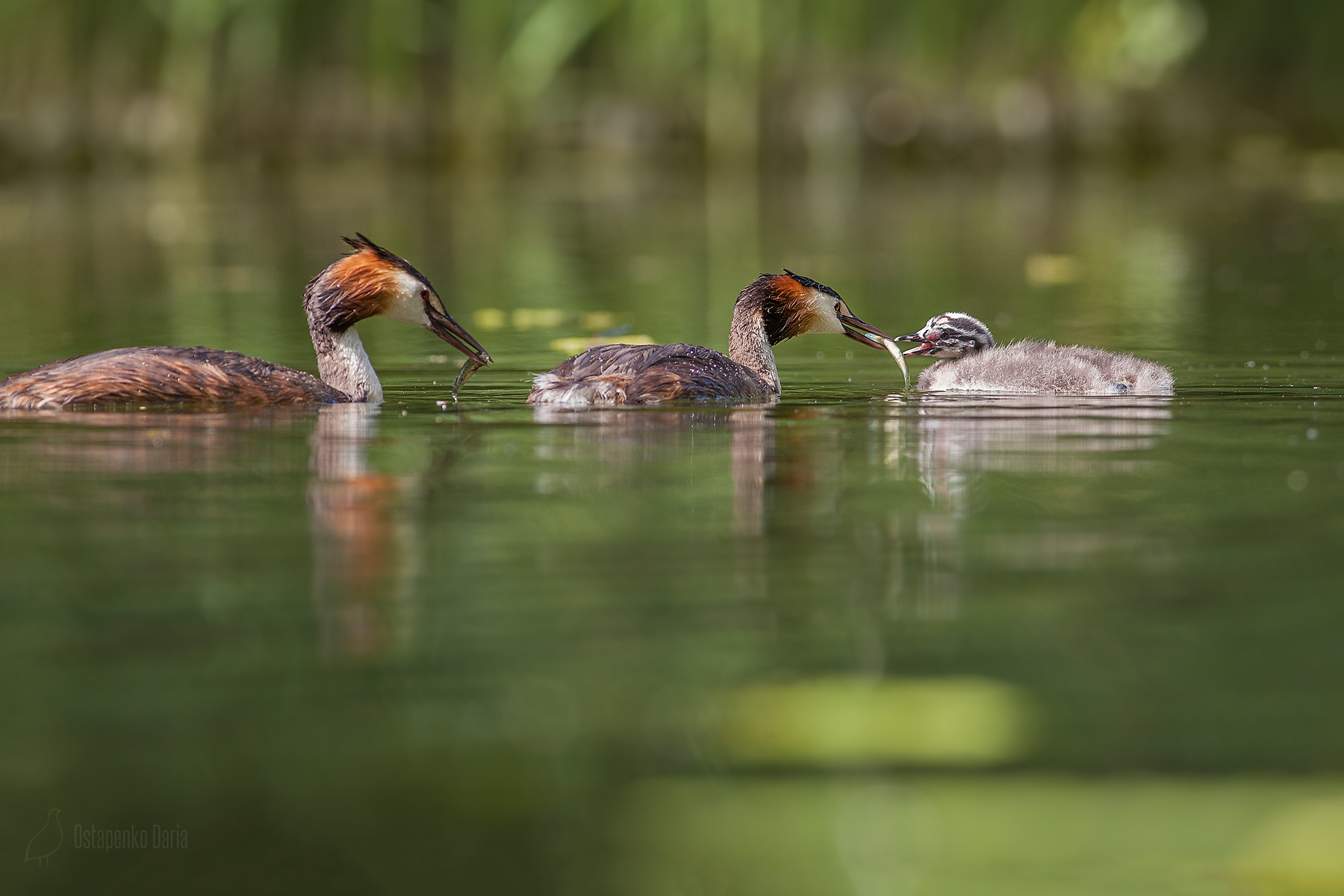 Great crested grebe