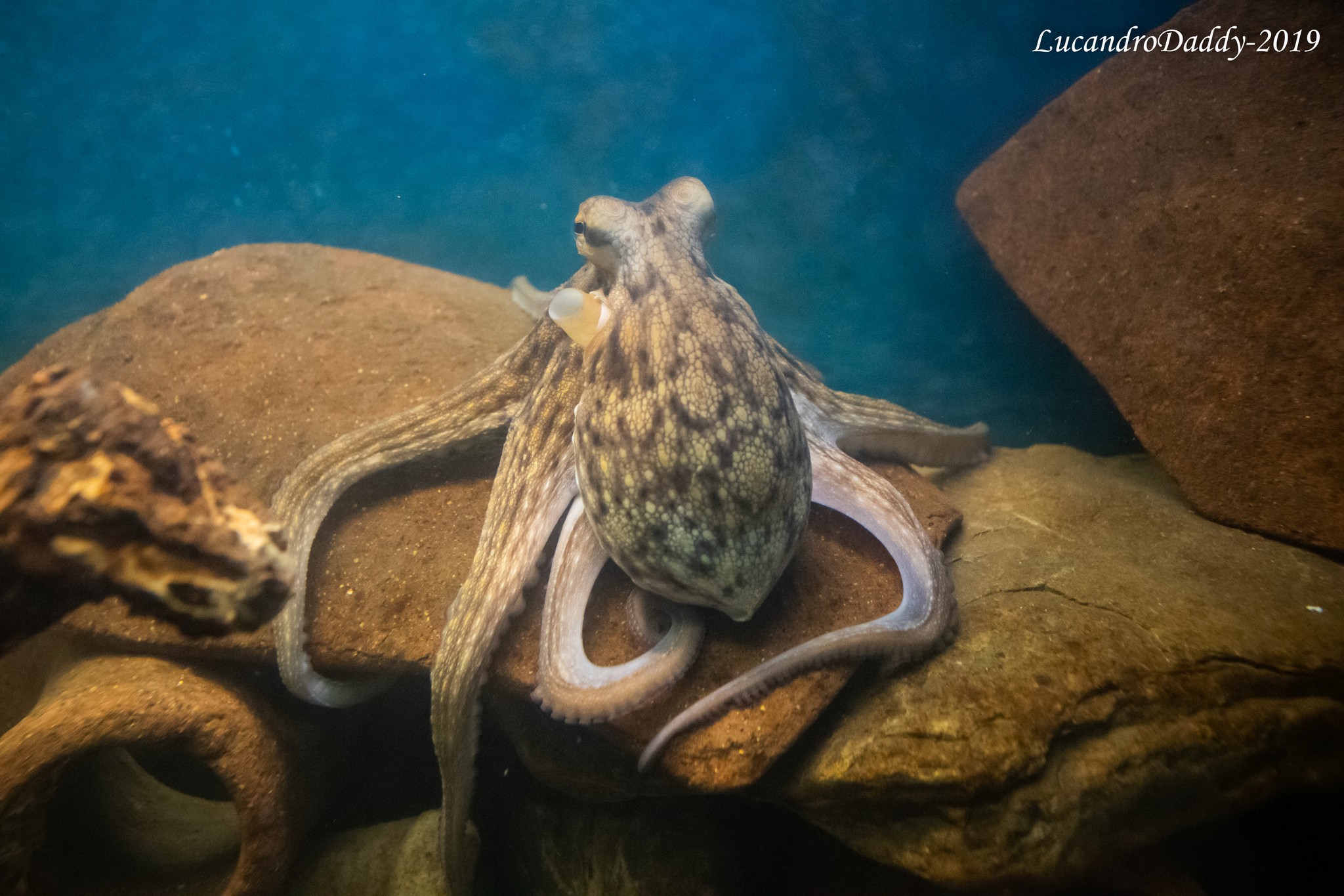 The lord of the abyss... aquarium